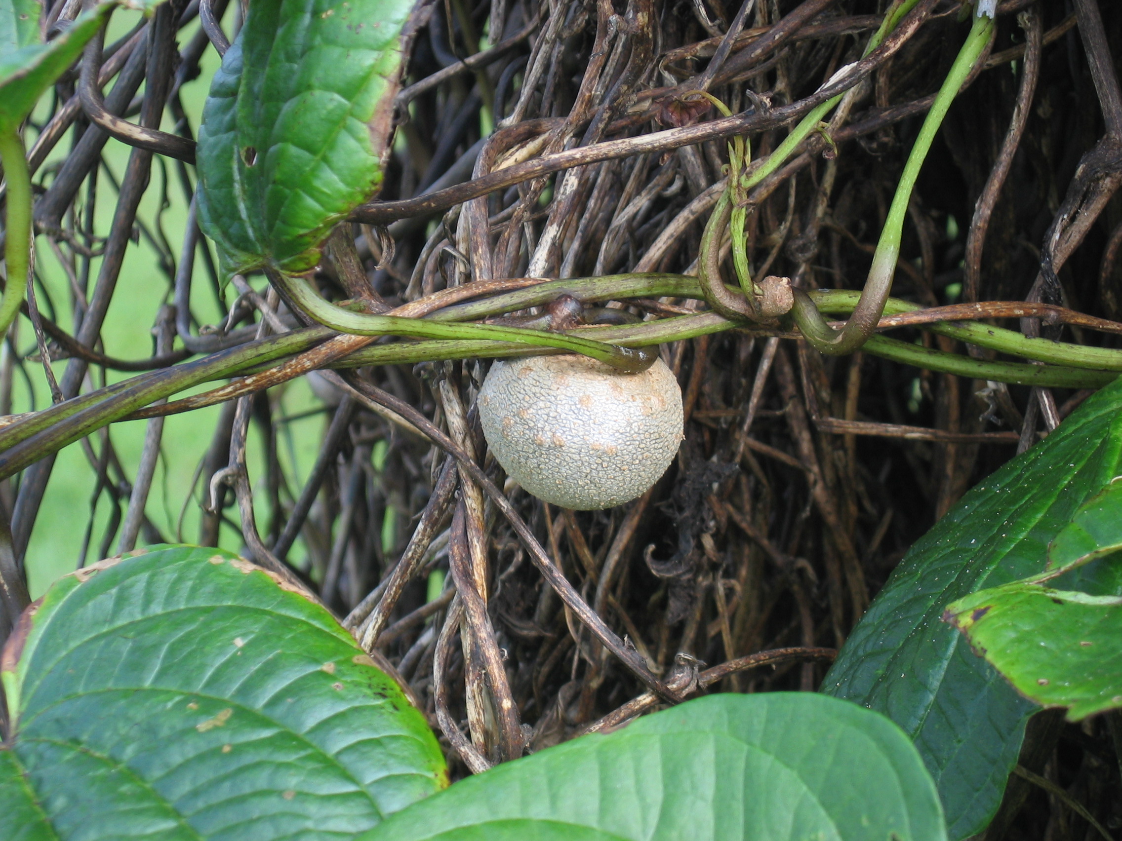Dioscorea bulbifera   - 