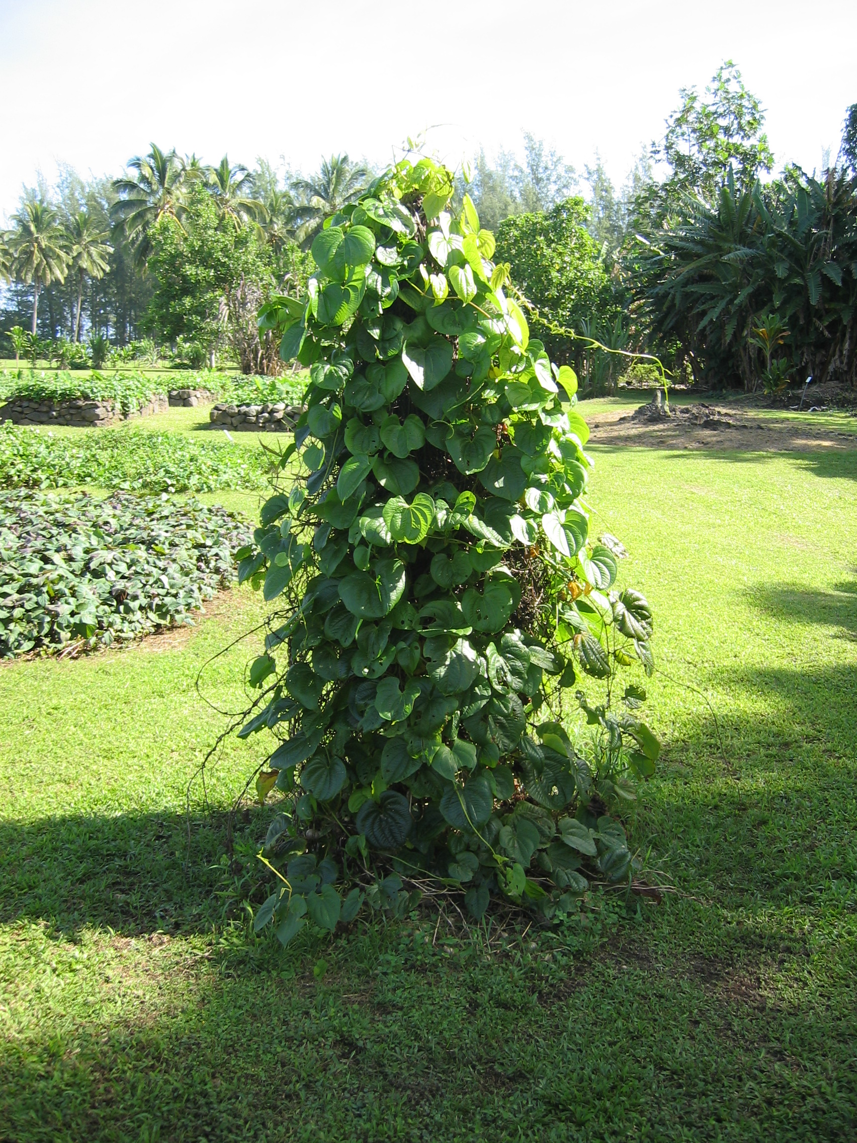 Dioscorea bulbifera   - 