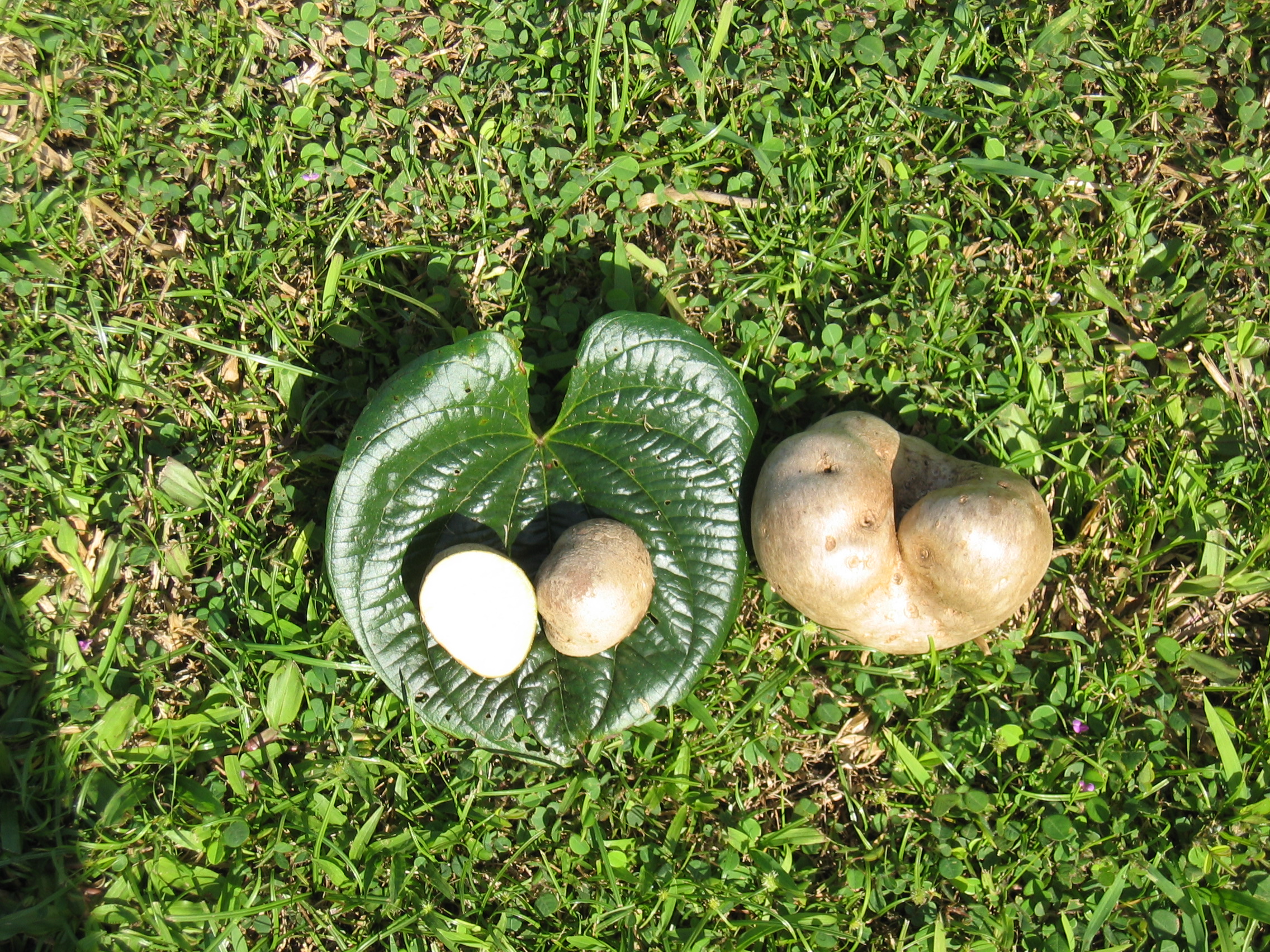 Dioscorea bulbifera   - Bitter yam, fruit detail