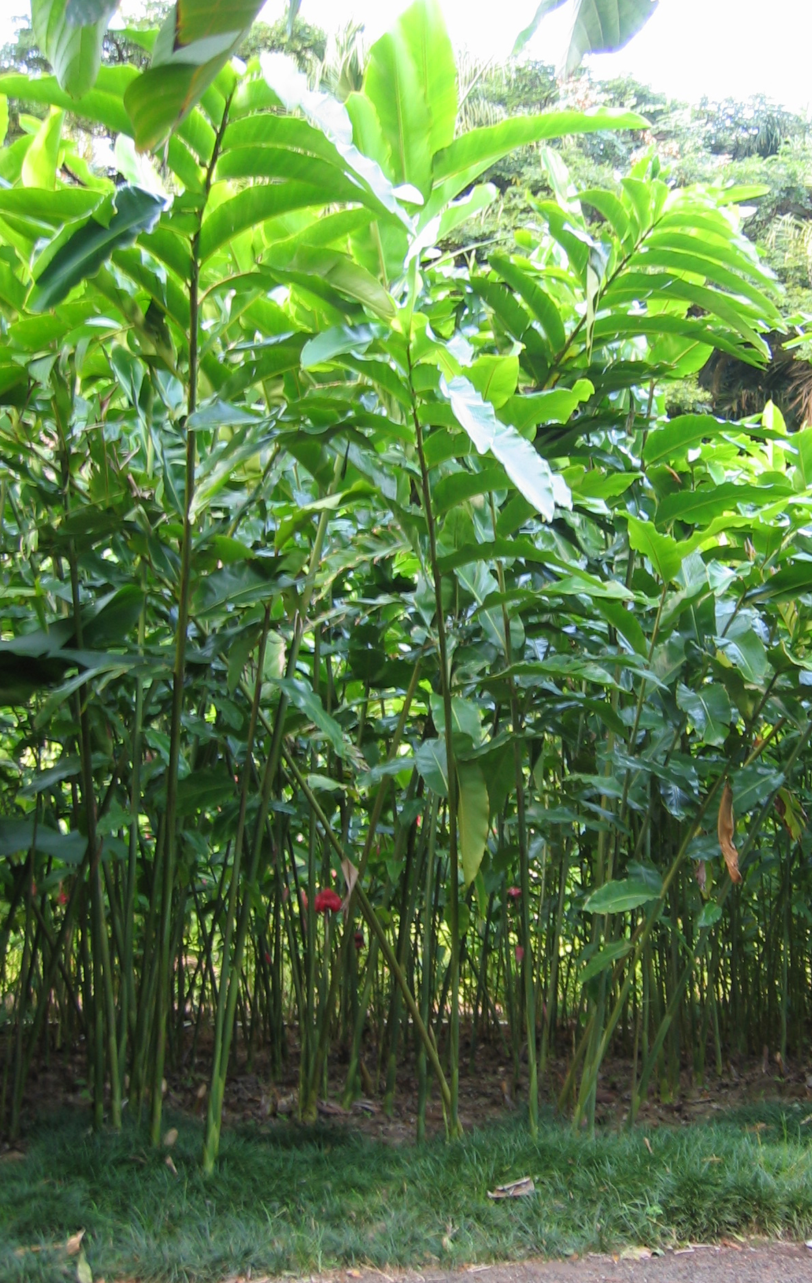 Etlingera elatior   - Habit