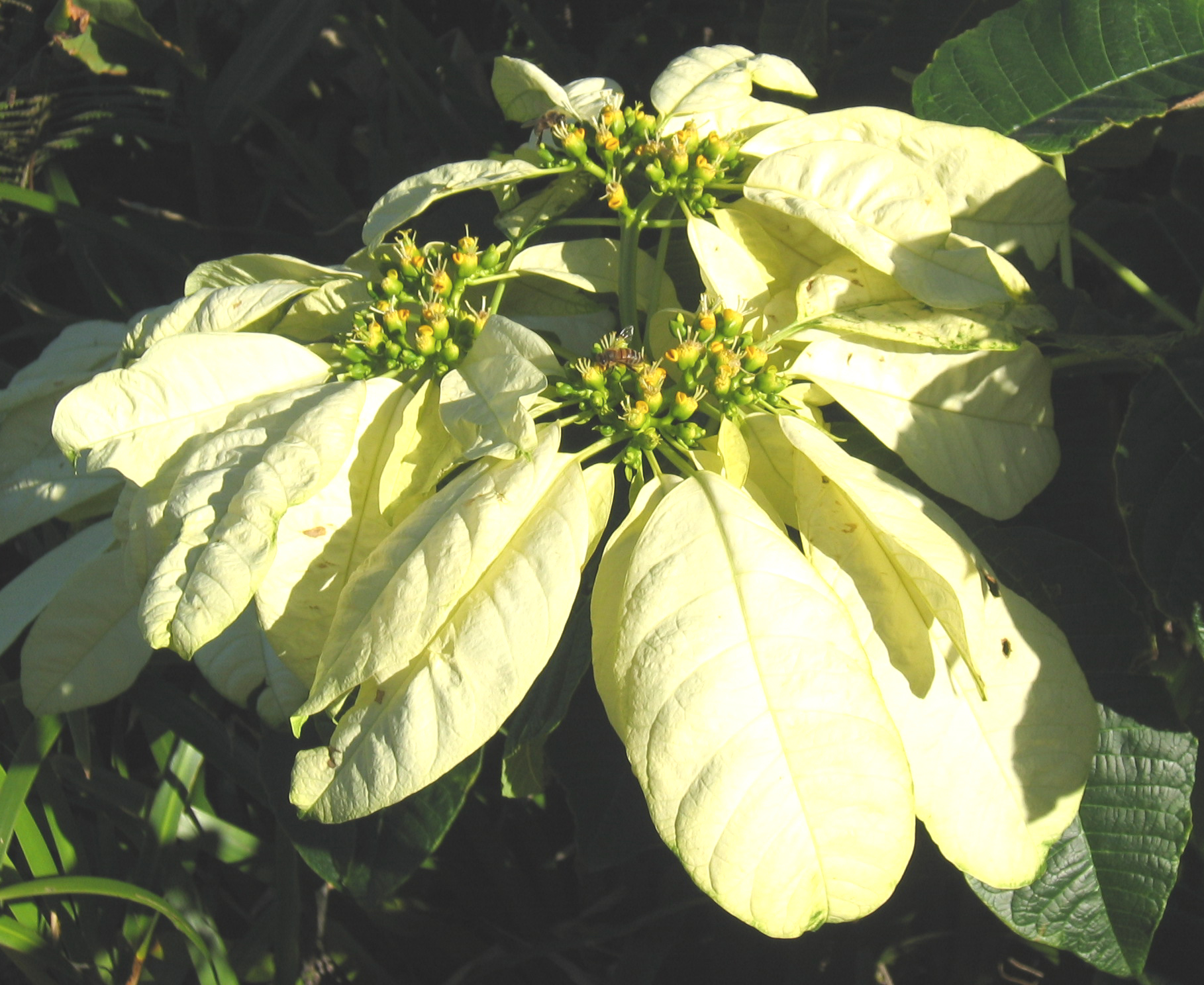 Euphorbia pulcherrima   - 