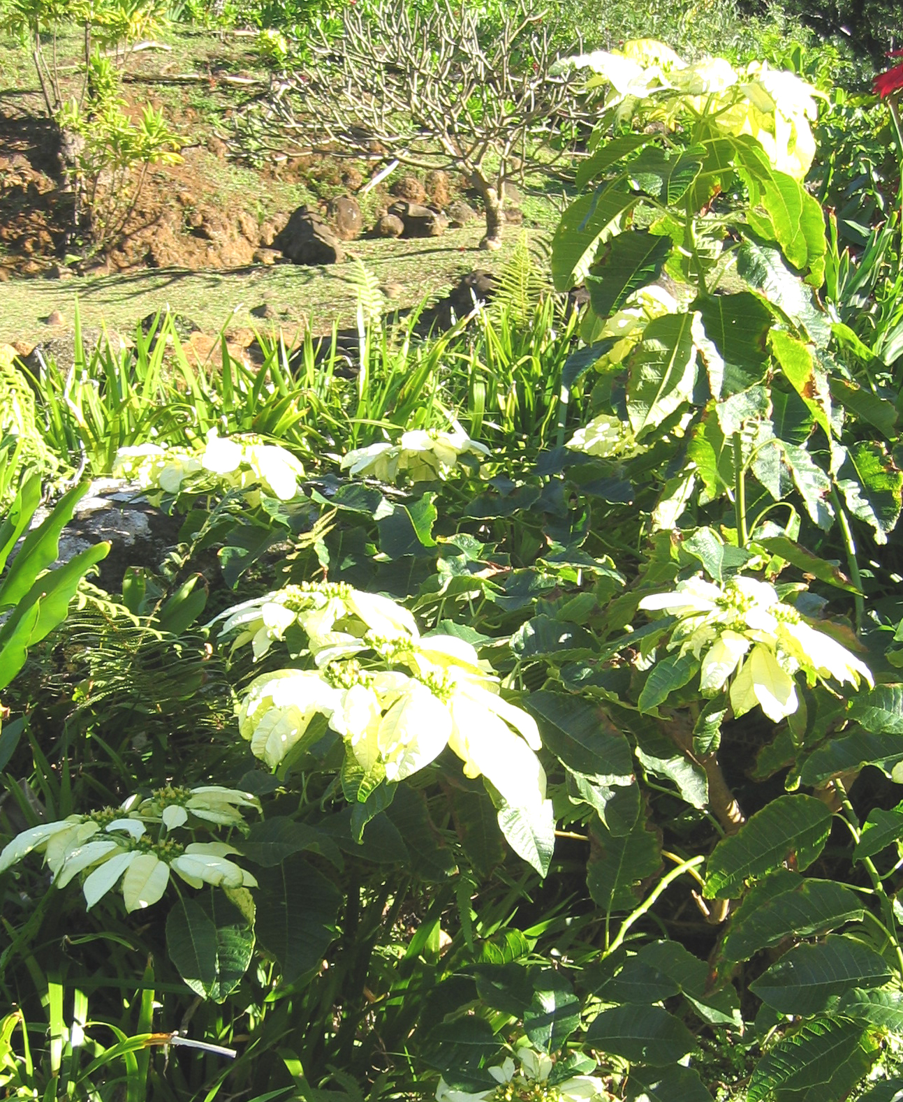Euphorbia pulcherrima   - 
