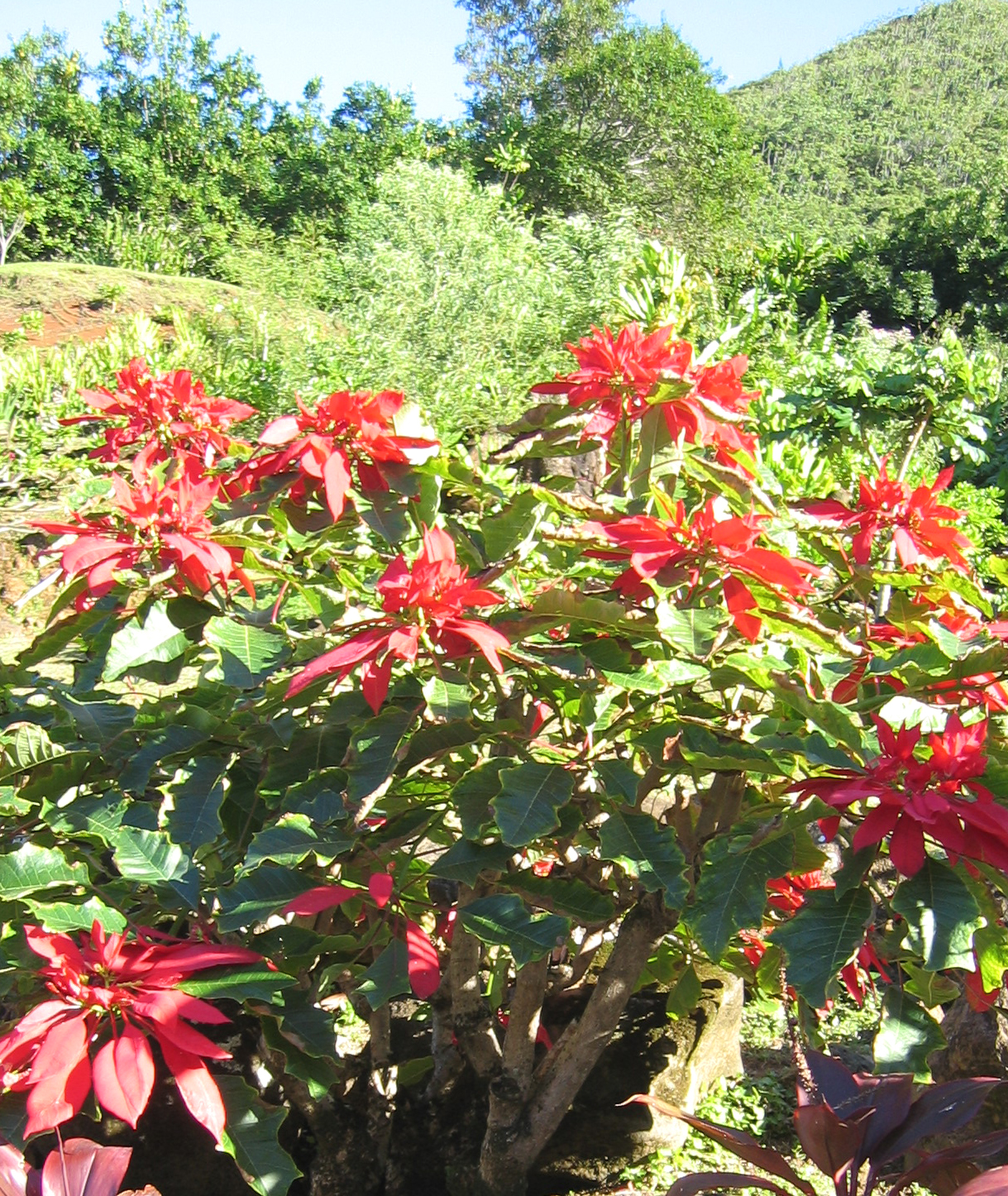Euphorbia pulcherrima   - 