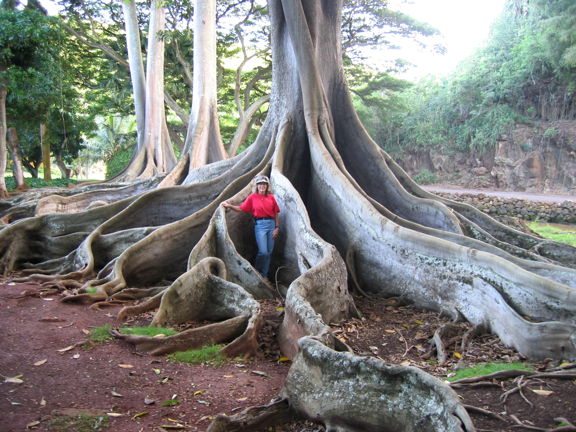 Ficus macrophylla   - Moreton Bay Fig with Senior Horticulturist Maureen Murphy demonstrating the size of the roots