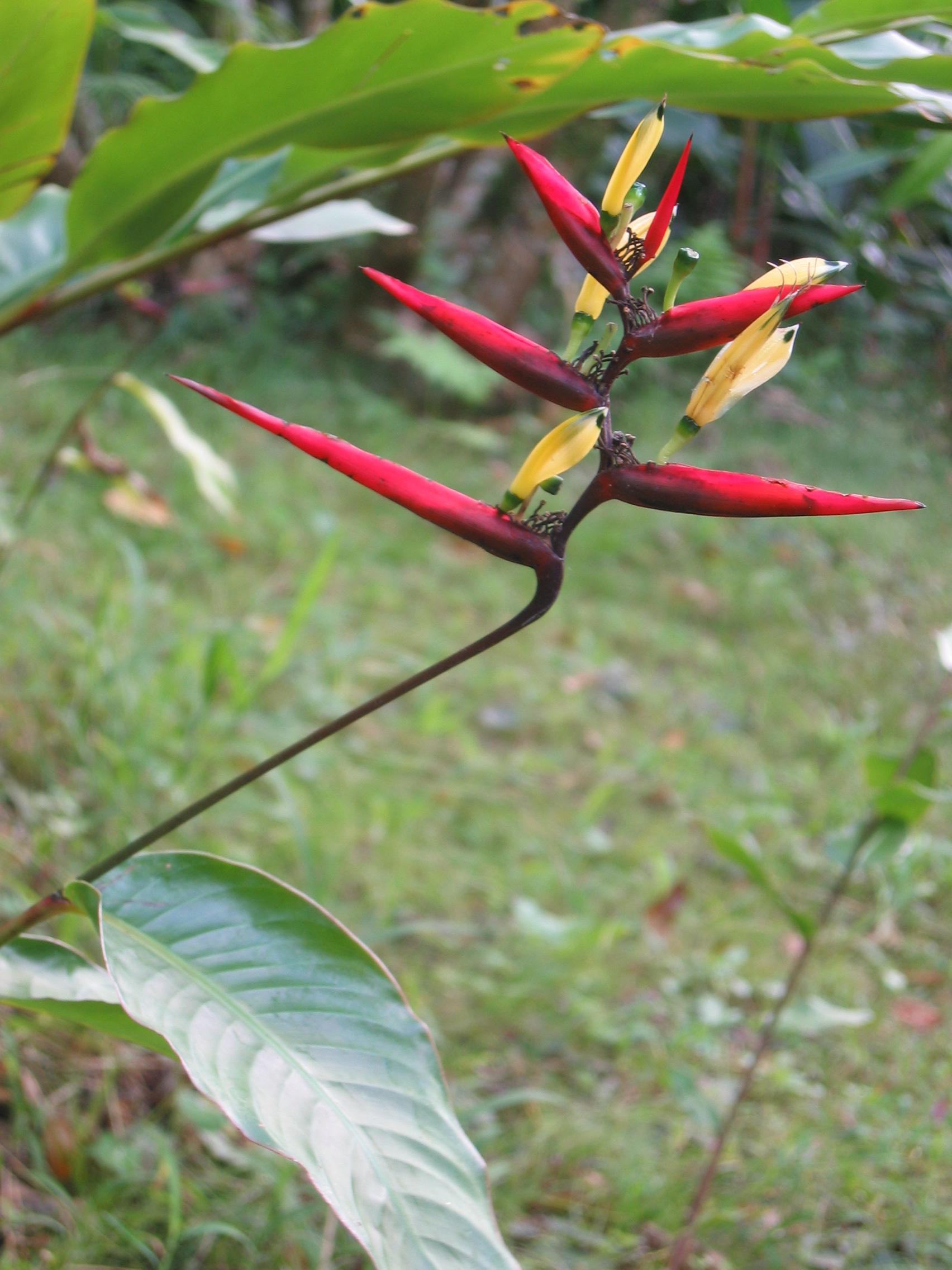 Heliconia hirsuta  'Burle Marx' - 