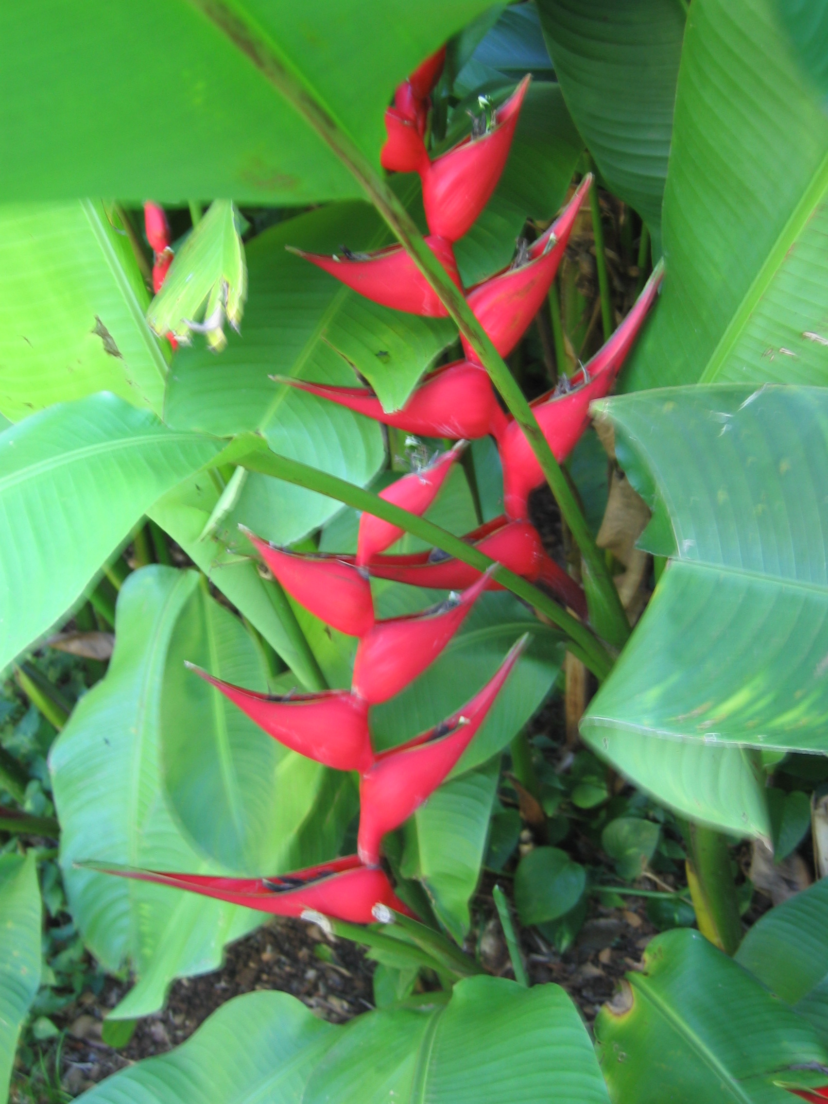 Heliconia stricta  'Firebird' - 