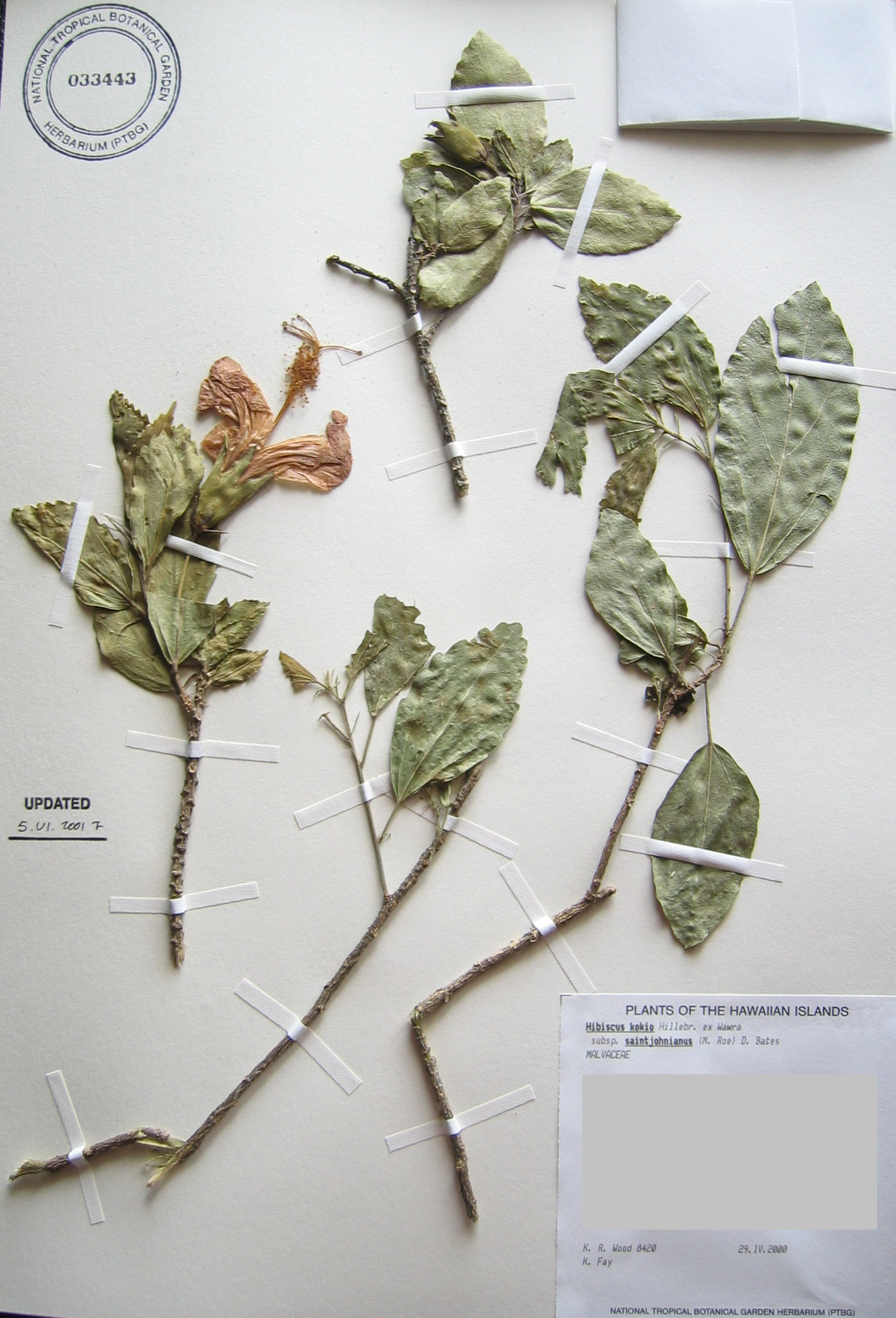Hibiscus kokio subsp. saintjohnianus  - 