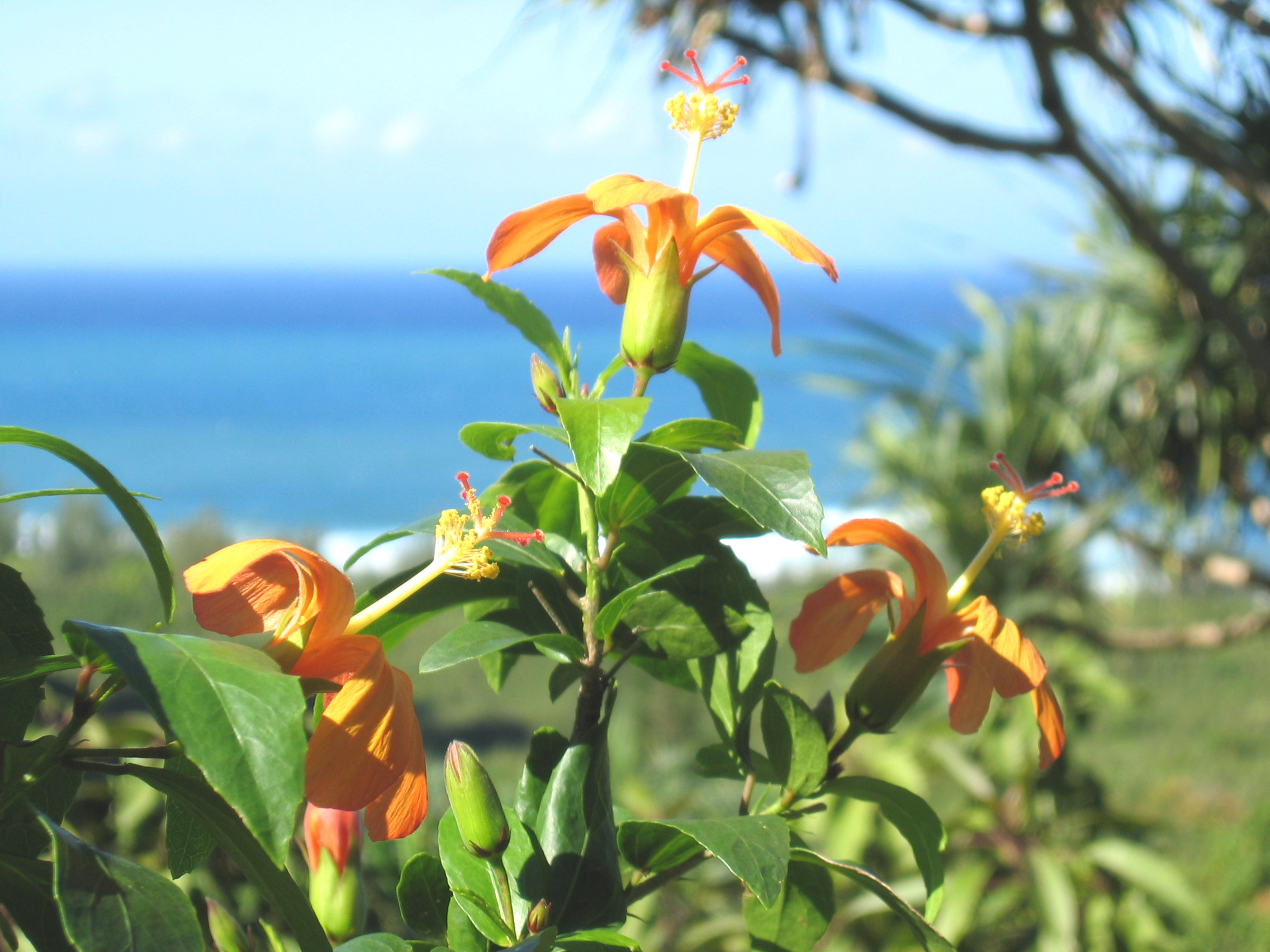 Hibiscus kokio subsp. saintjohnianus  - Orange flowering