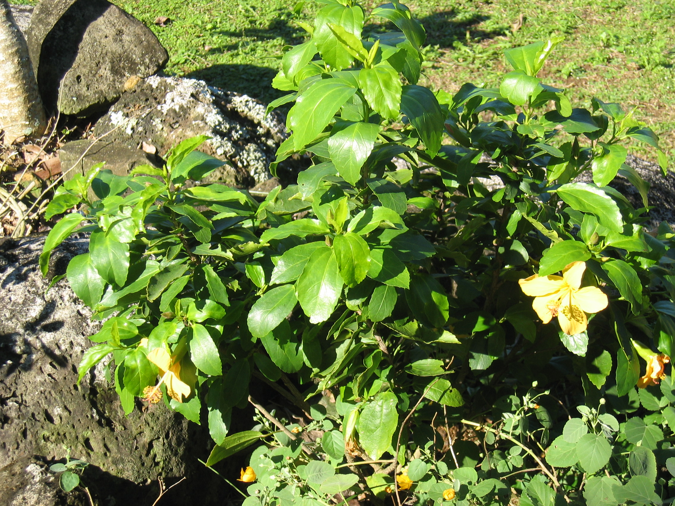 Hibiscus kokio subsp. saintjohnianus  - 