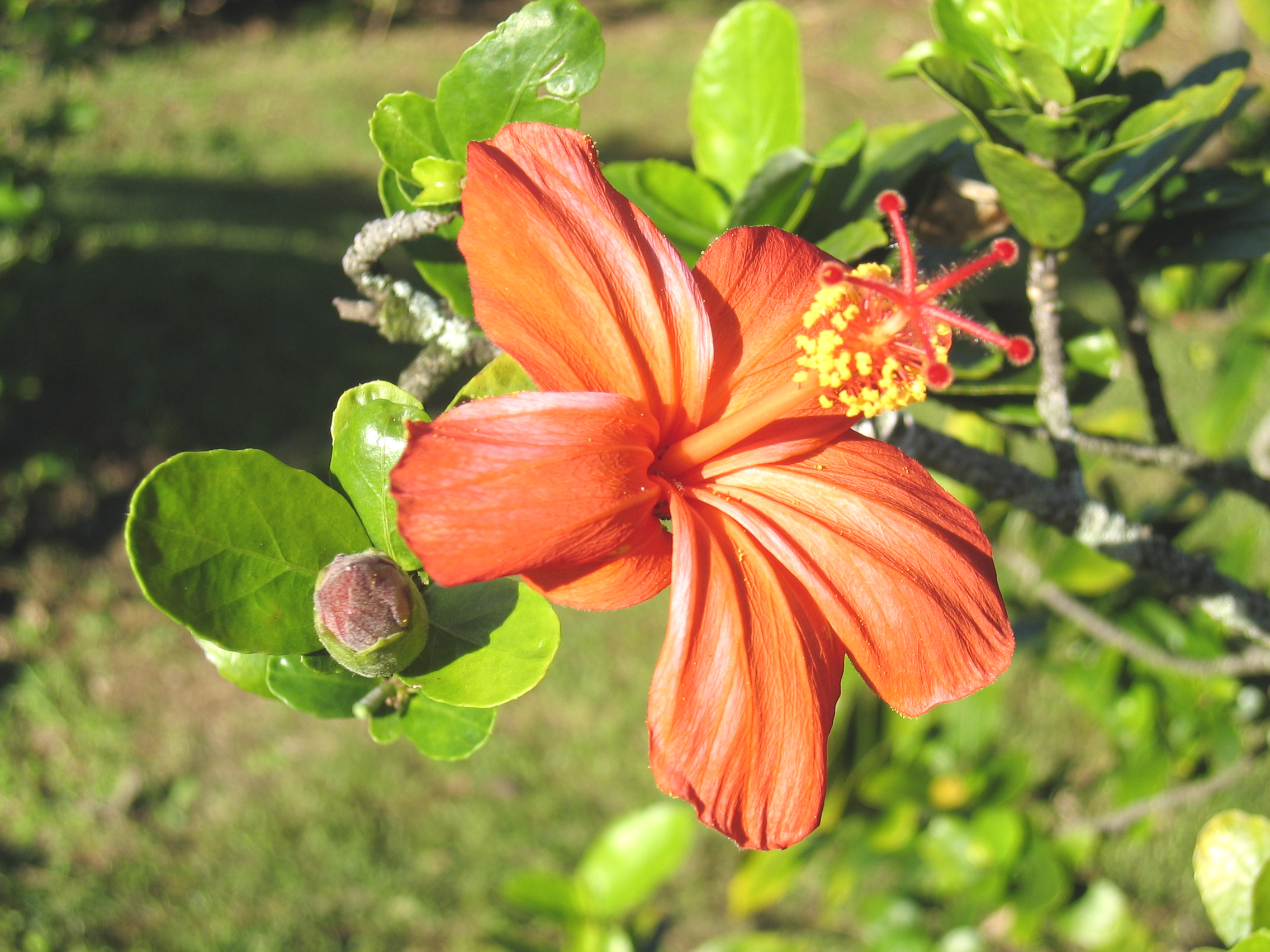 Hibiscus kokio subsp. saintjohnianus  - Orange flowering