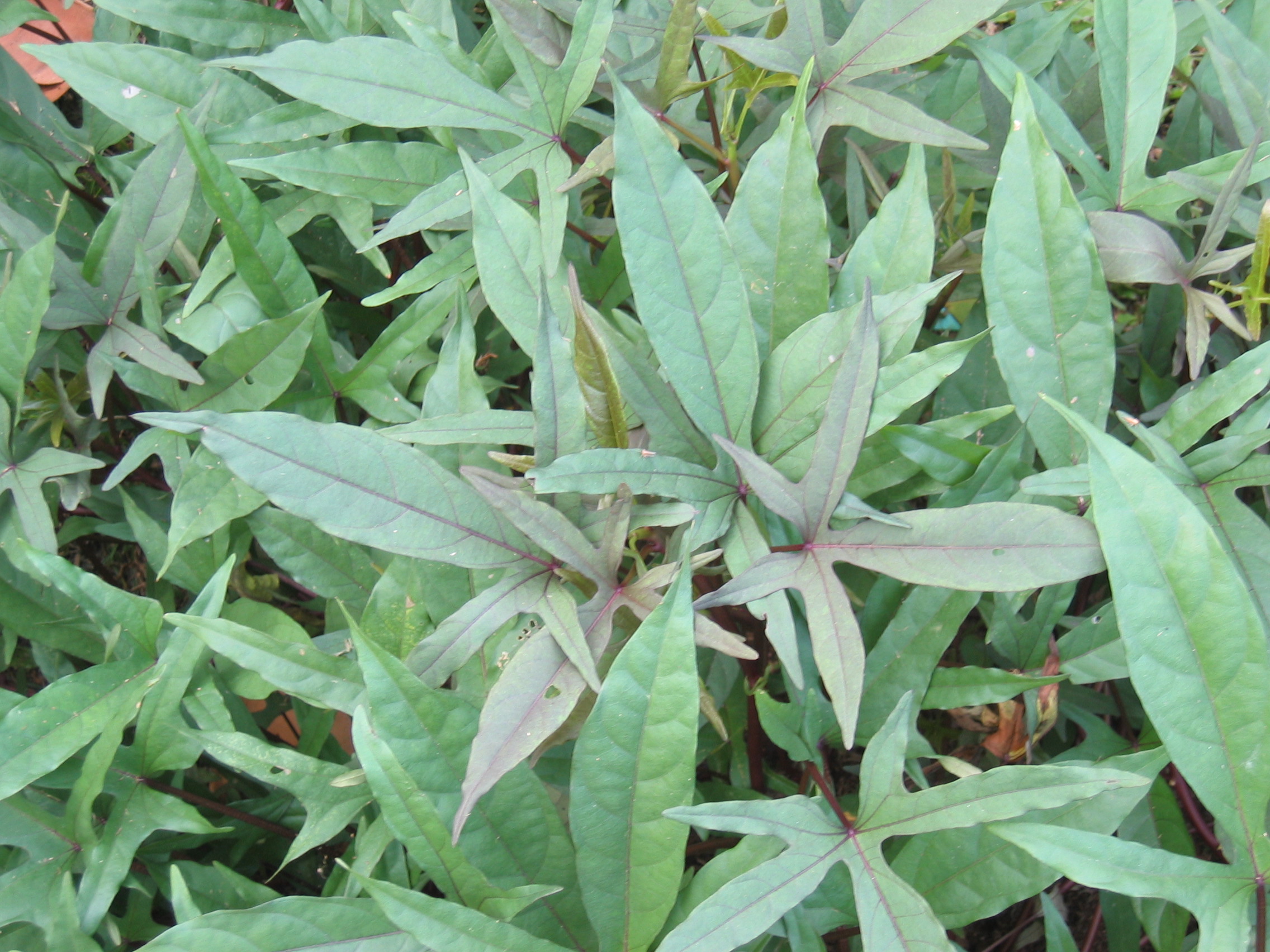 Ipomoea batatas   - 