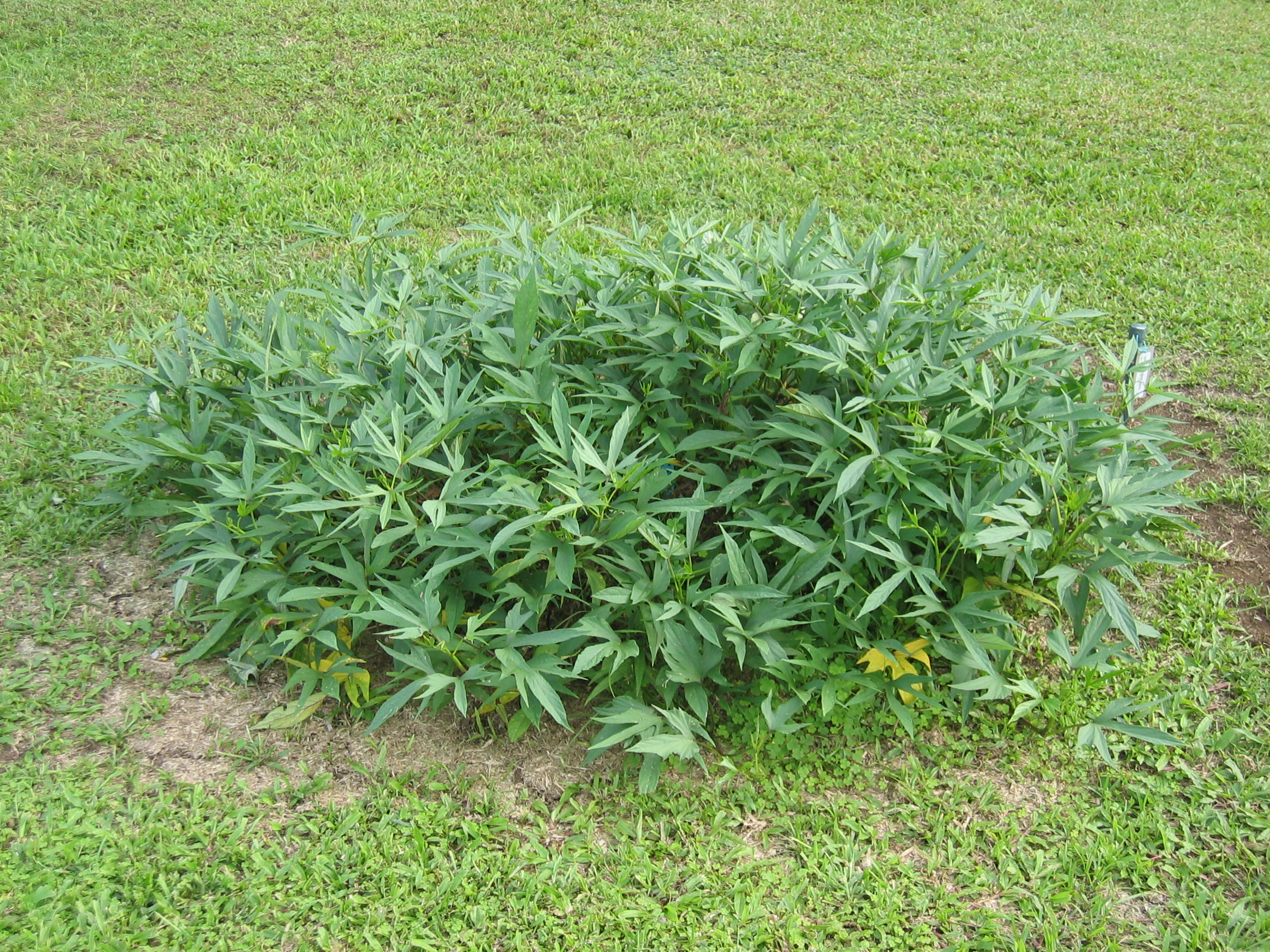 Ipomoea batatas   - 