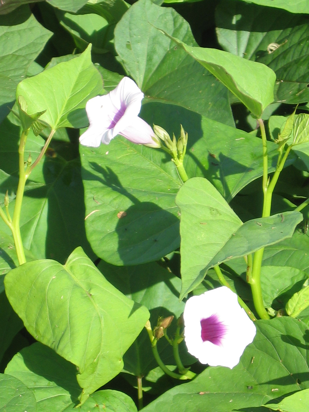 Ipomoea batatas   - 