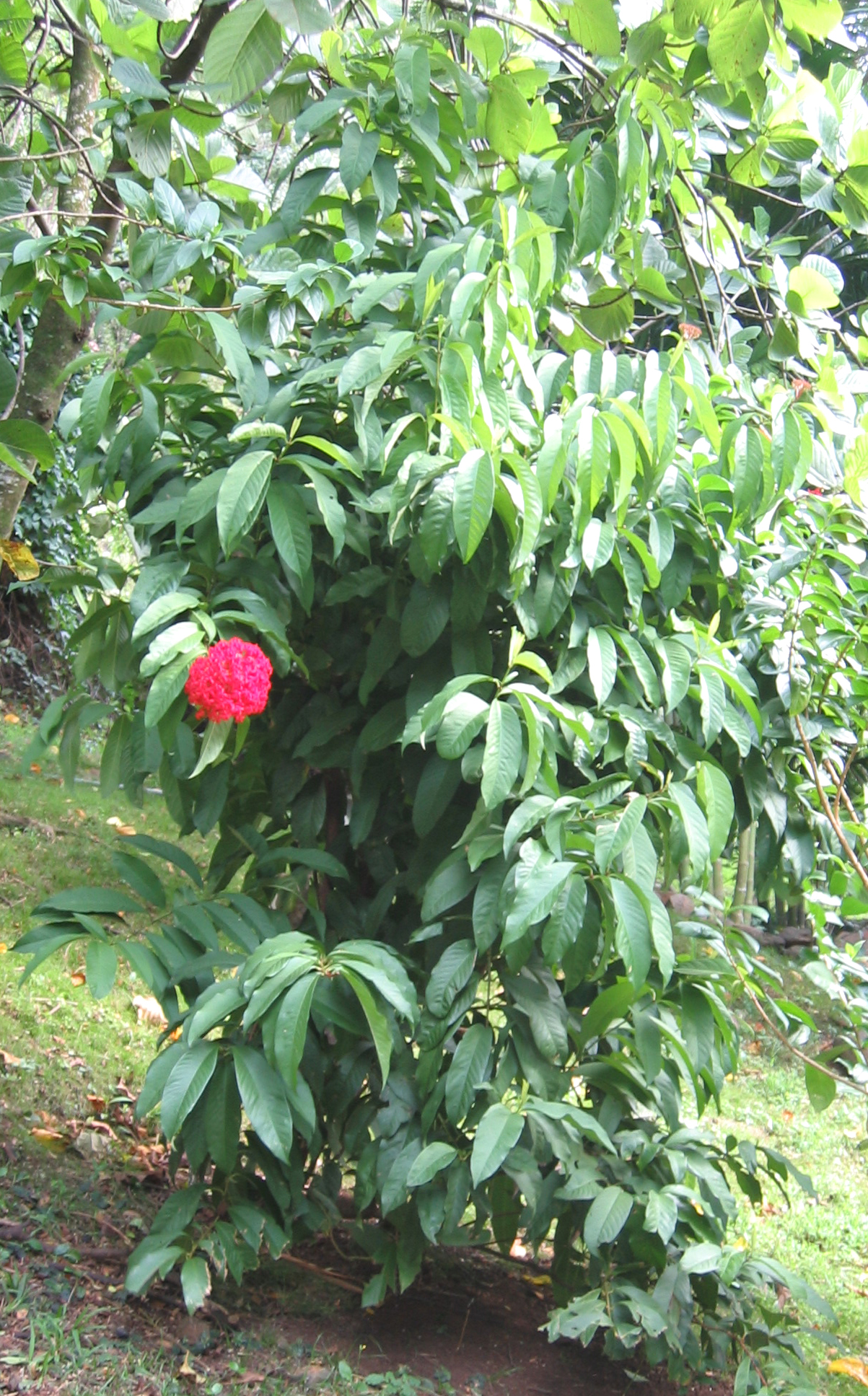 Ixora casei   - 