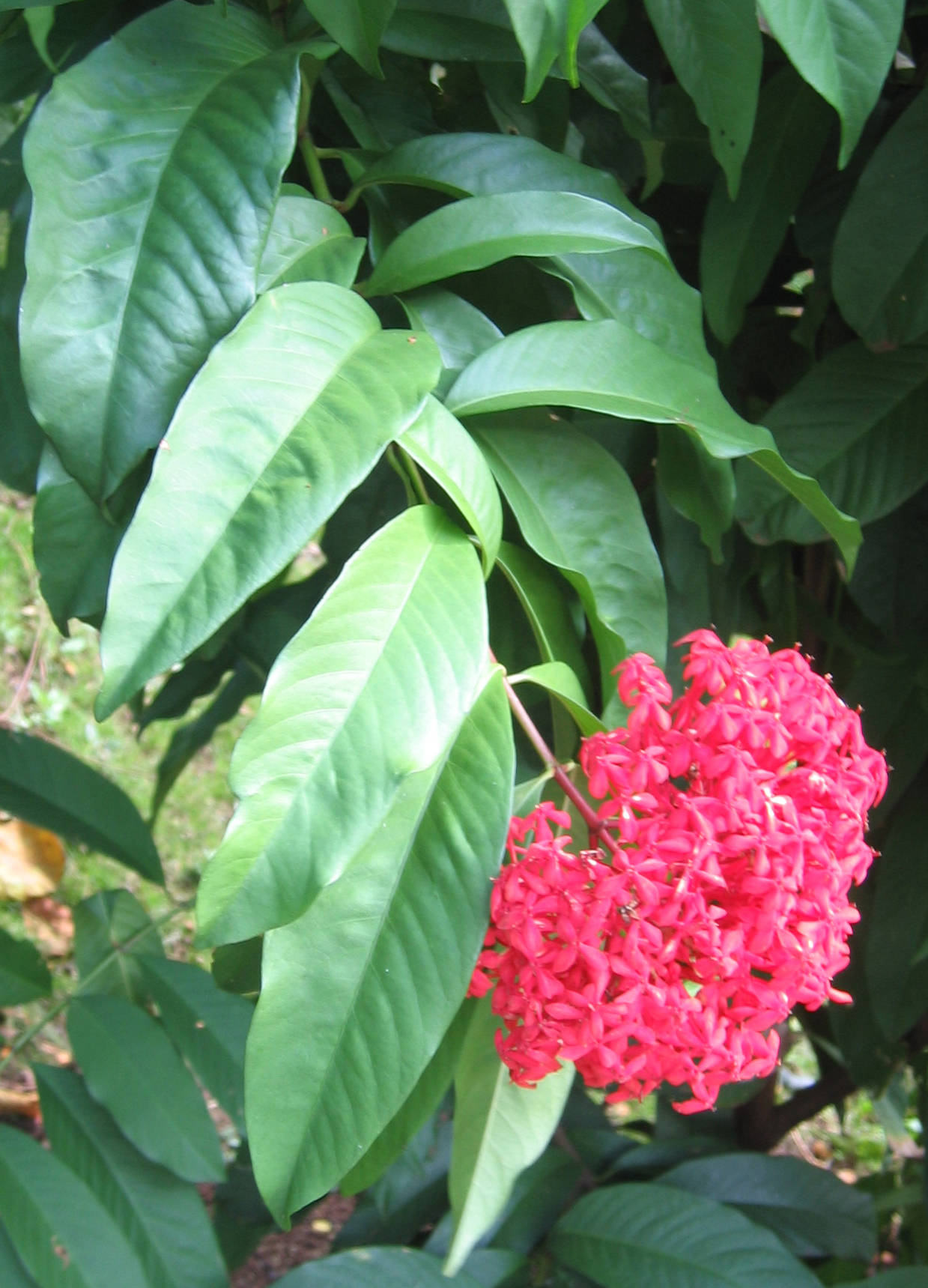 Ixora casei   - 