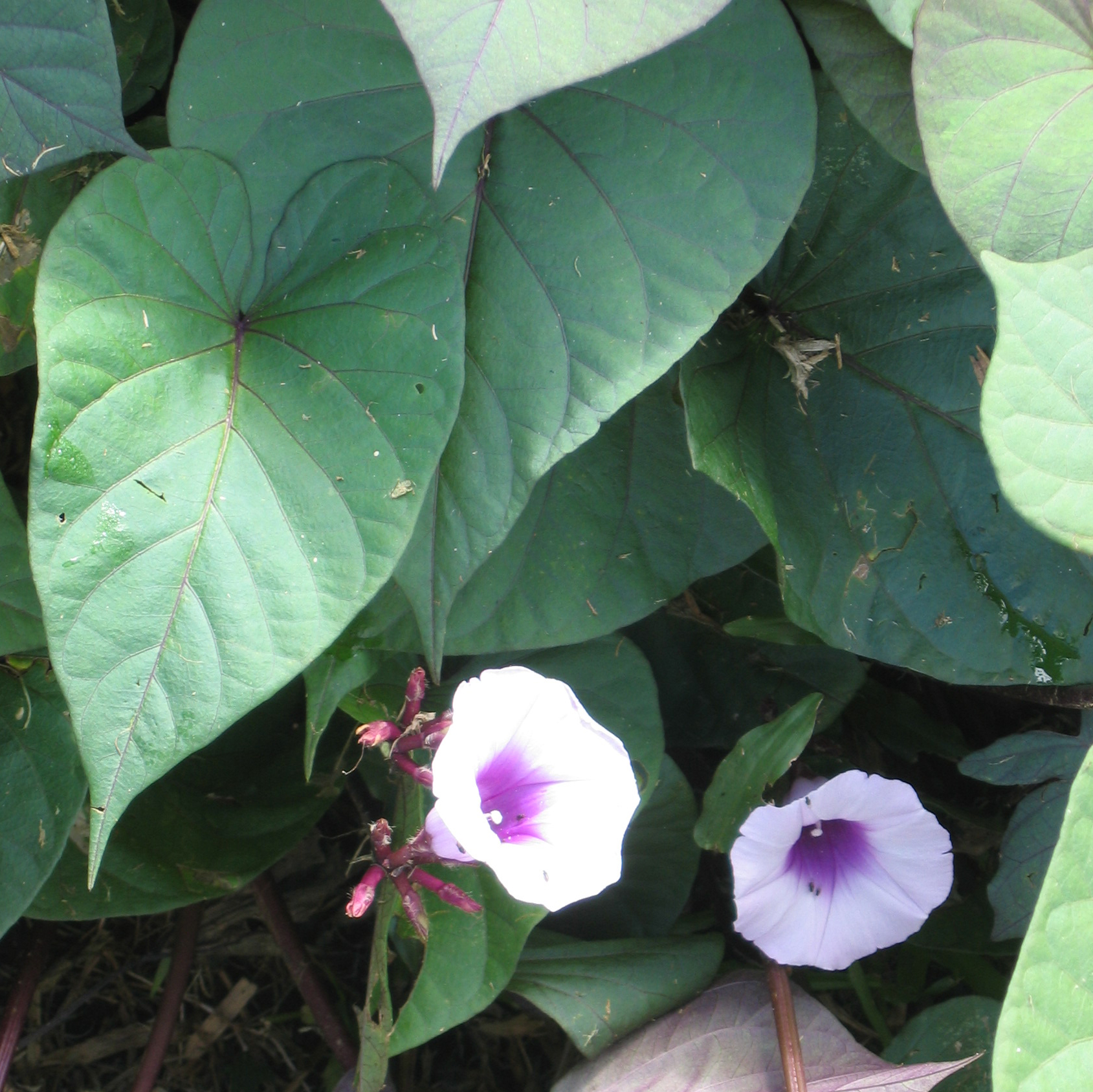 Ipomoea batatas   - Sweet potato leaf and flower detail