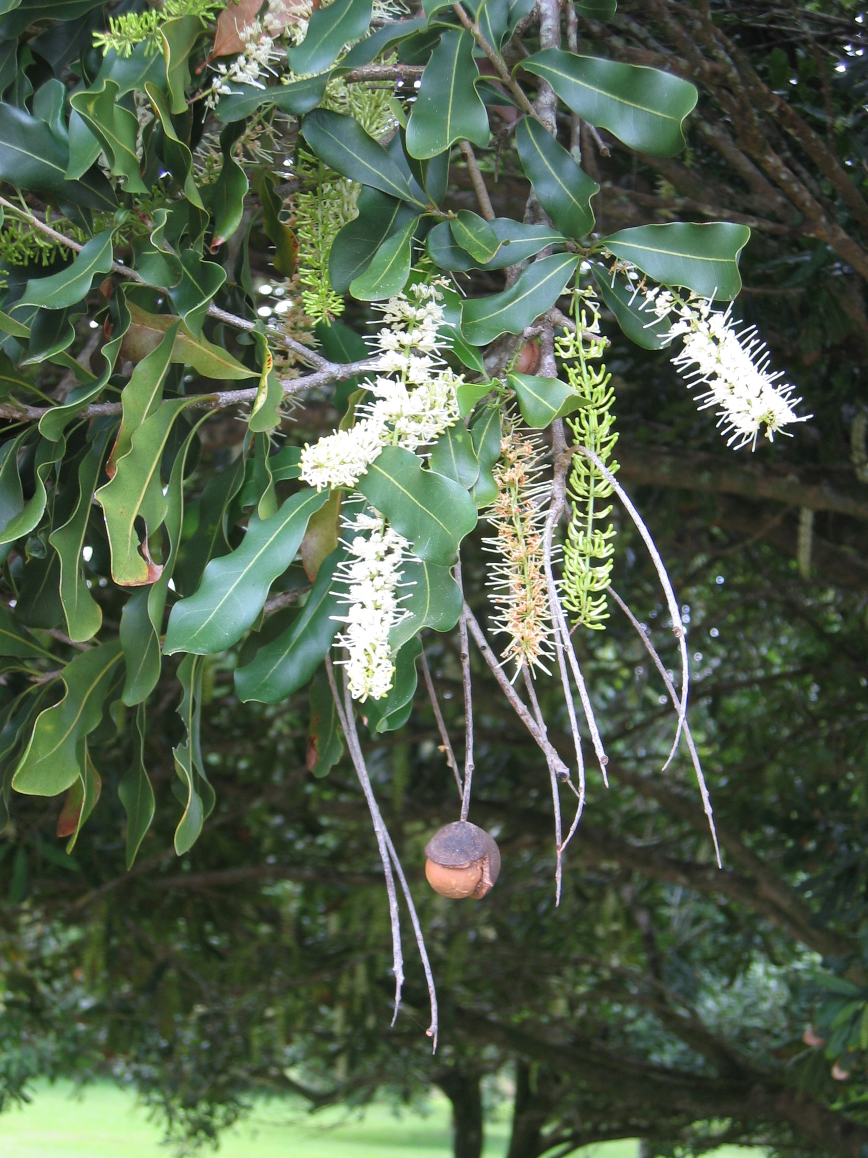 Macadamia integrifolia   - Flowers and fruit