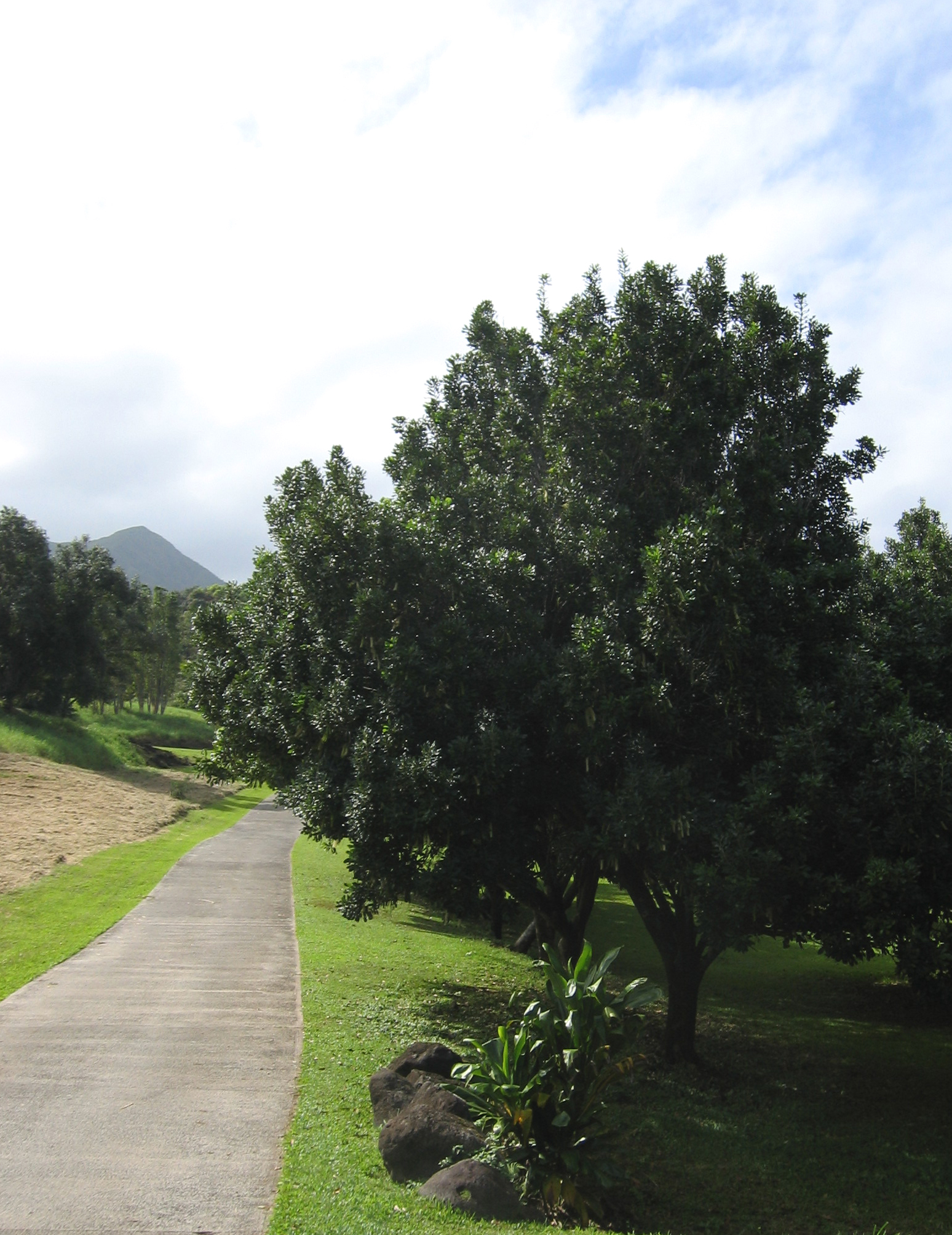 Macadamia integrifolia   - Full view of tree