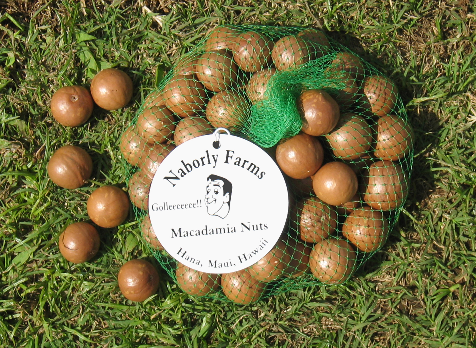 Macadamia integrifolia   - Husked nuts