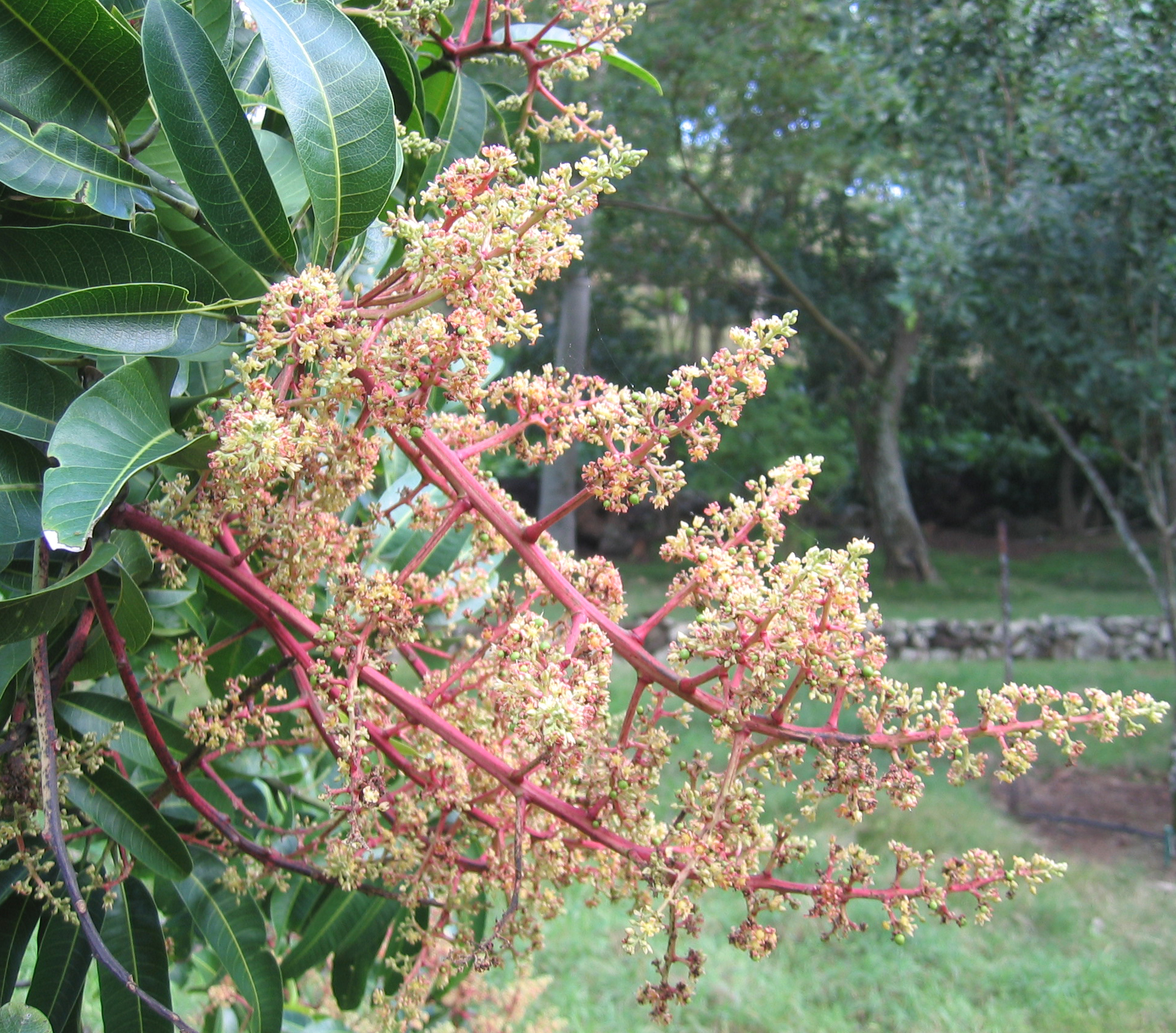 Mangifera indica   - 