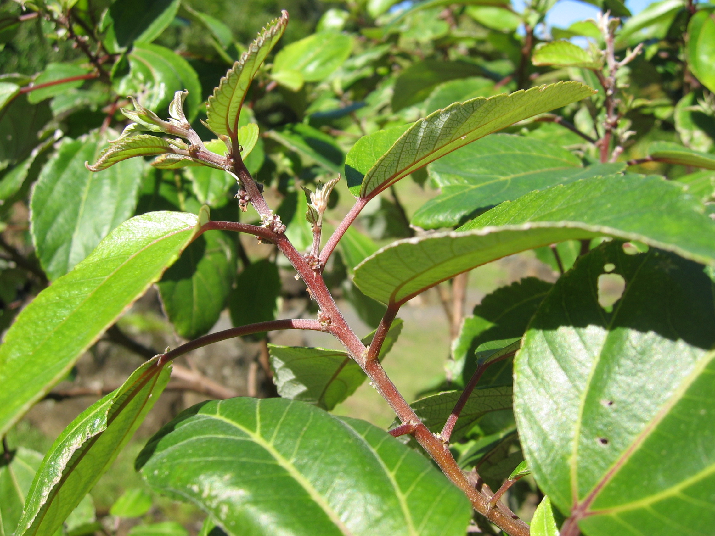 Pipturus kauaiensis   - 