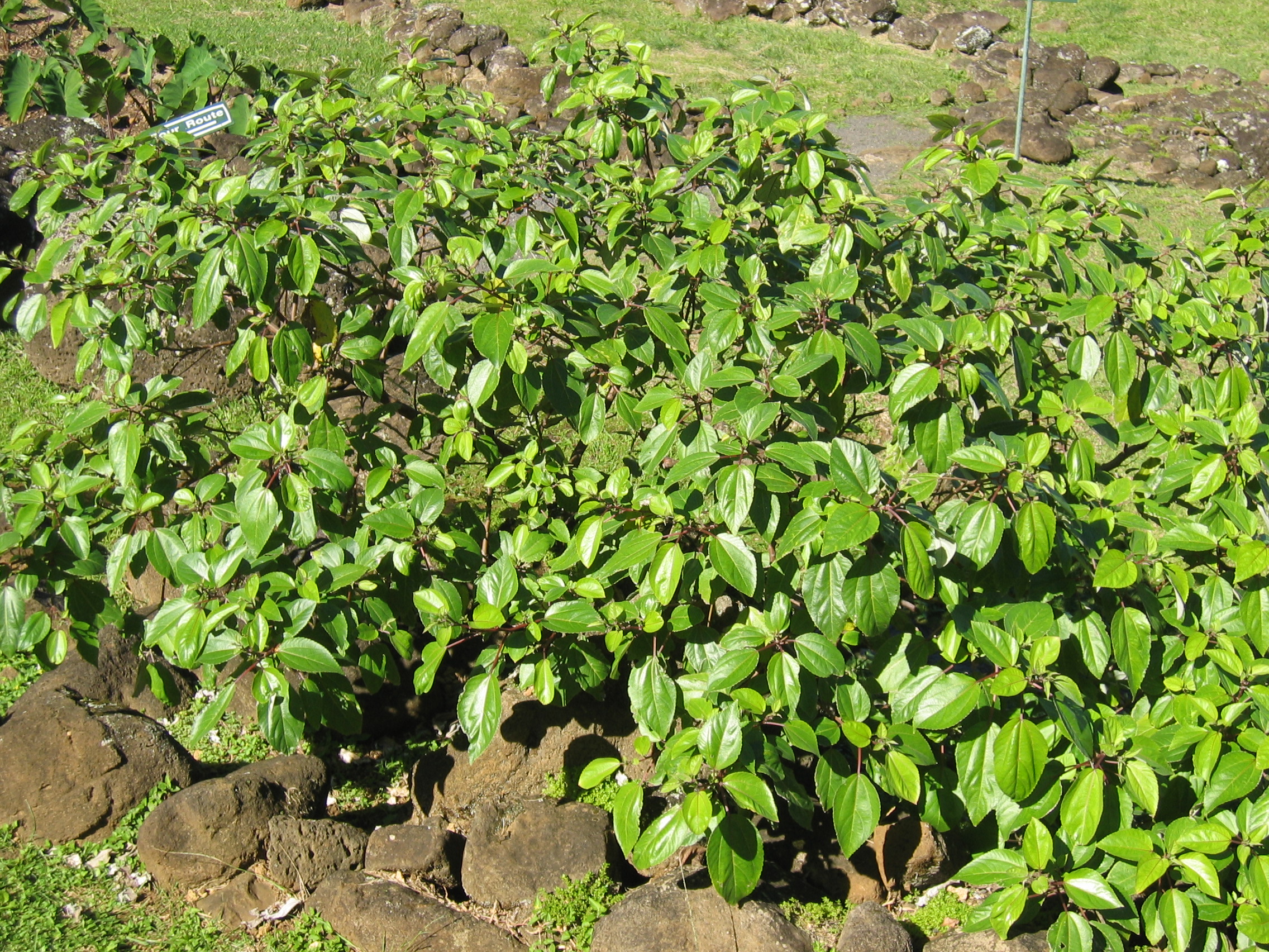 Pipturus kauaiensis   - 