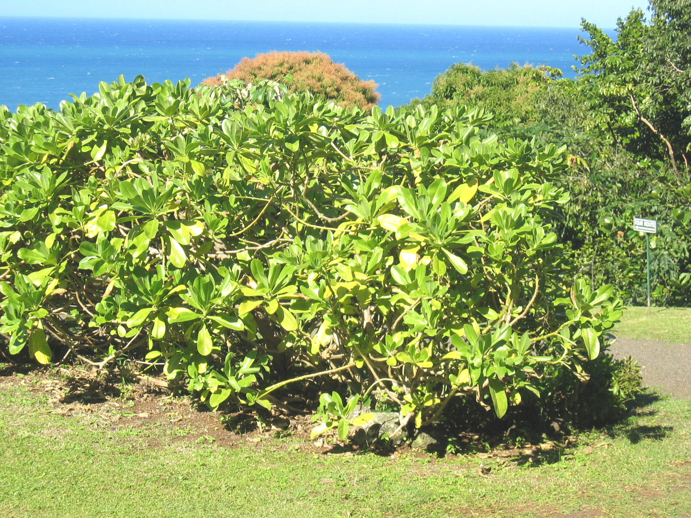 Scaevola taccada   - Plant in Hawaii (Limahuli Garden)
