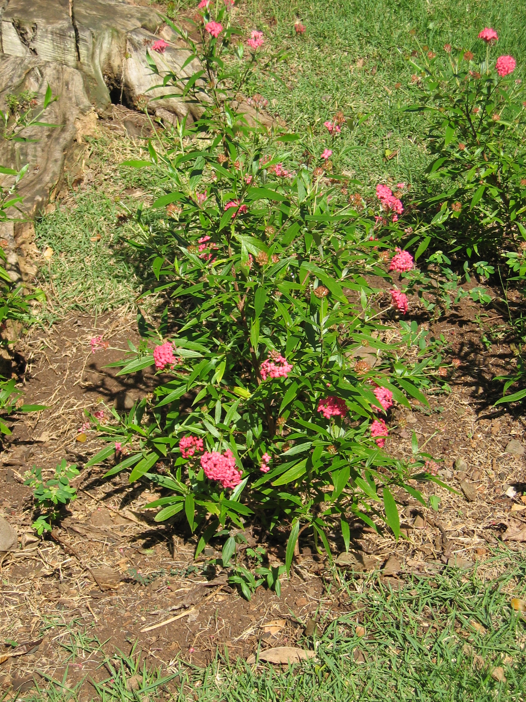 Arachnothryx leucophylla   - Habit, flowering plant