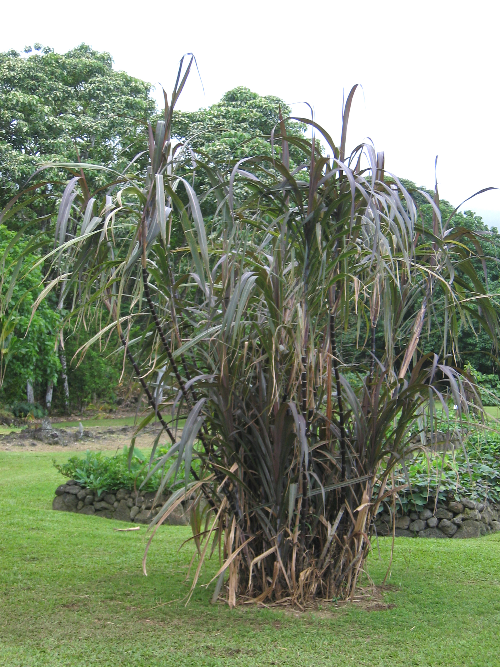 Saccharum officinarum   - 