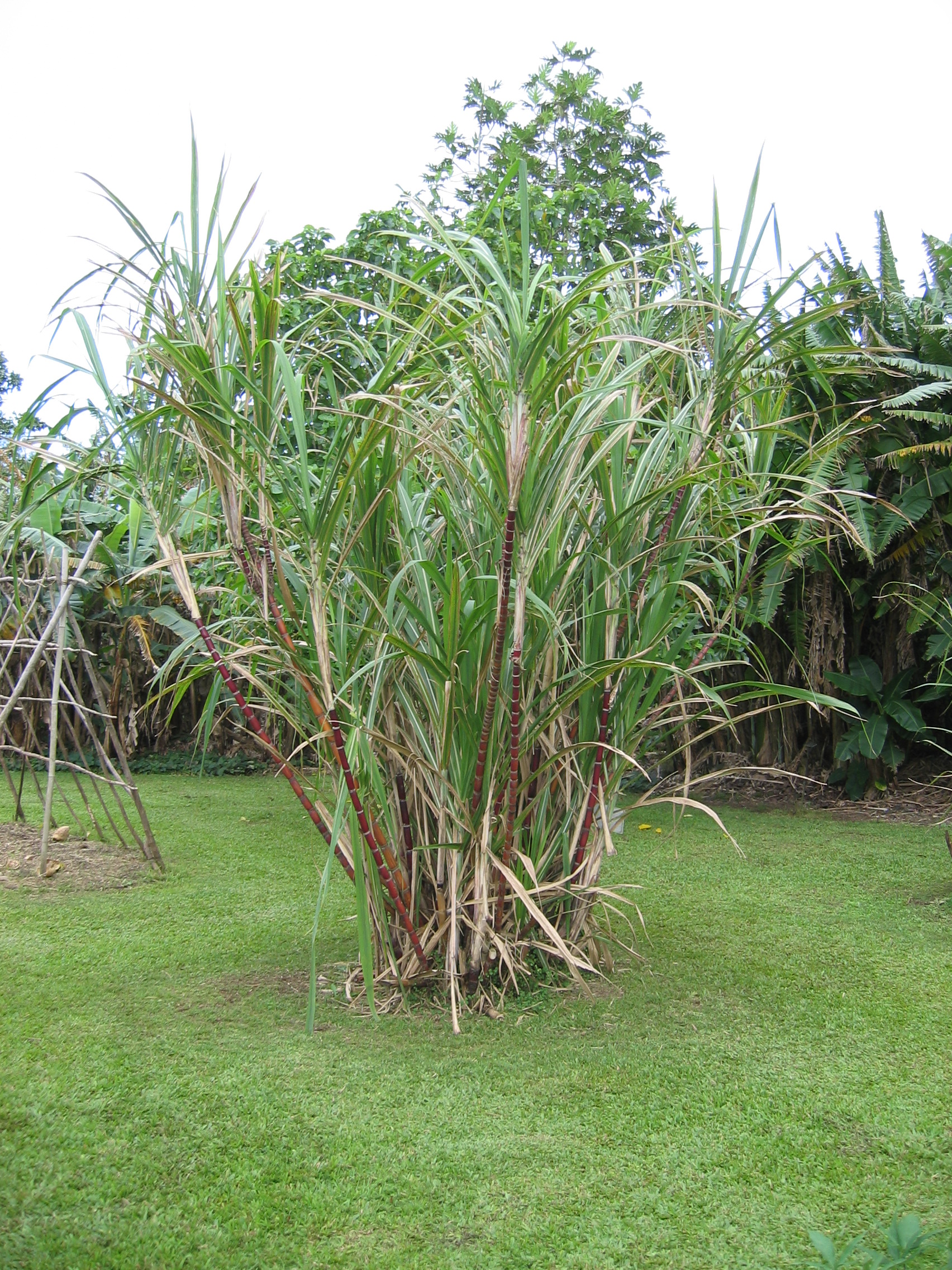 Saccharum officinarum   - 
