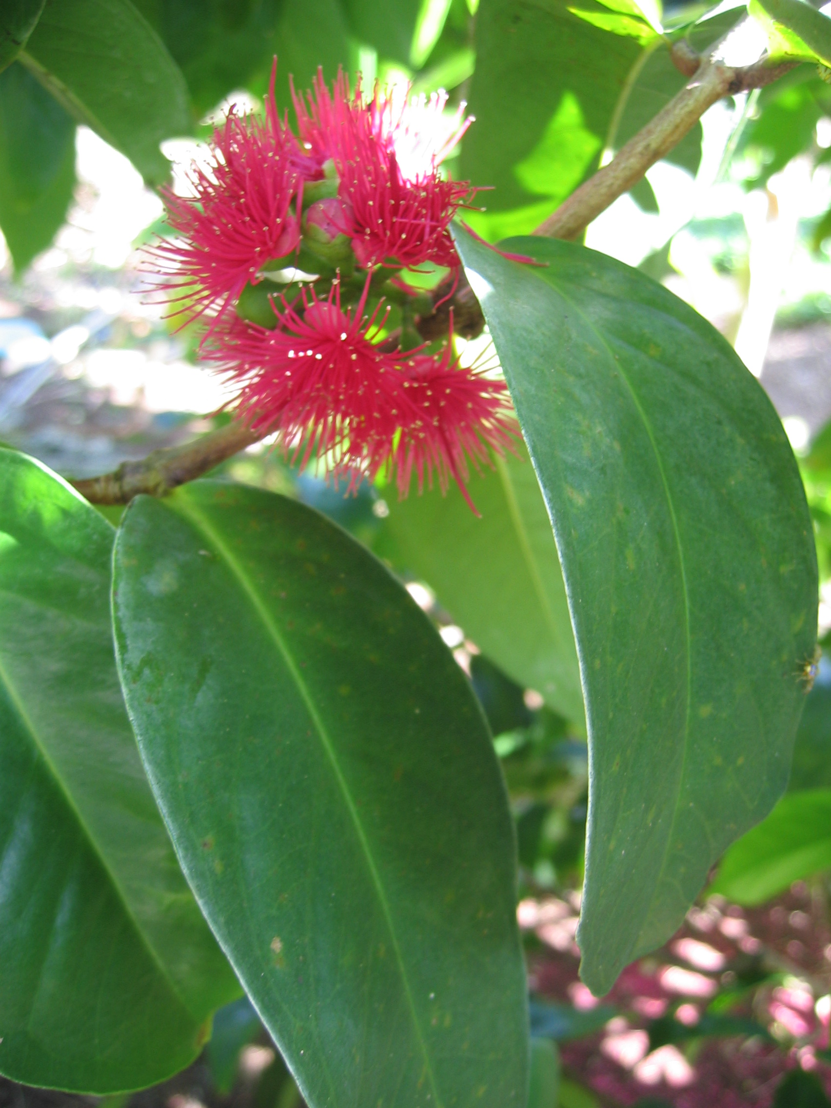 Syzygium malaccense   - Mountain apple, flower detail