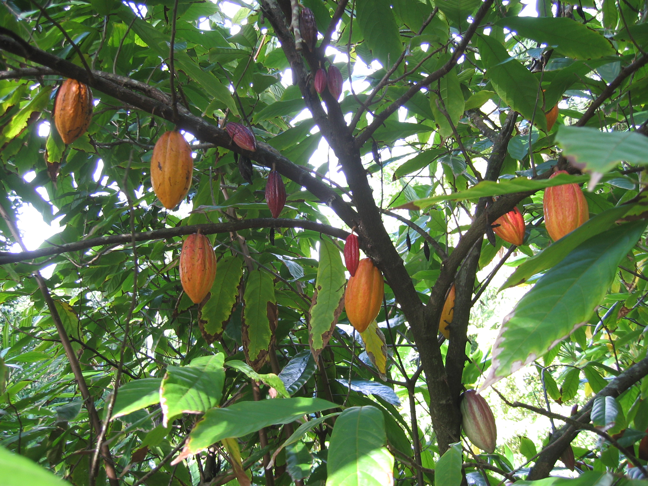 Theobroma cacao   - Mature fruit hanging on branches