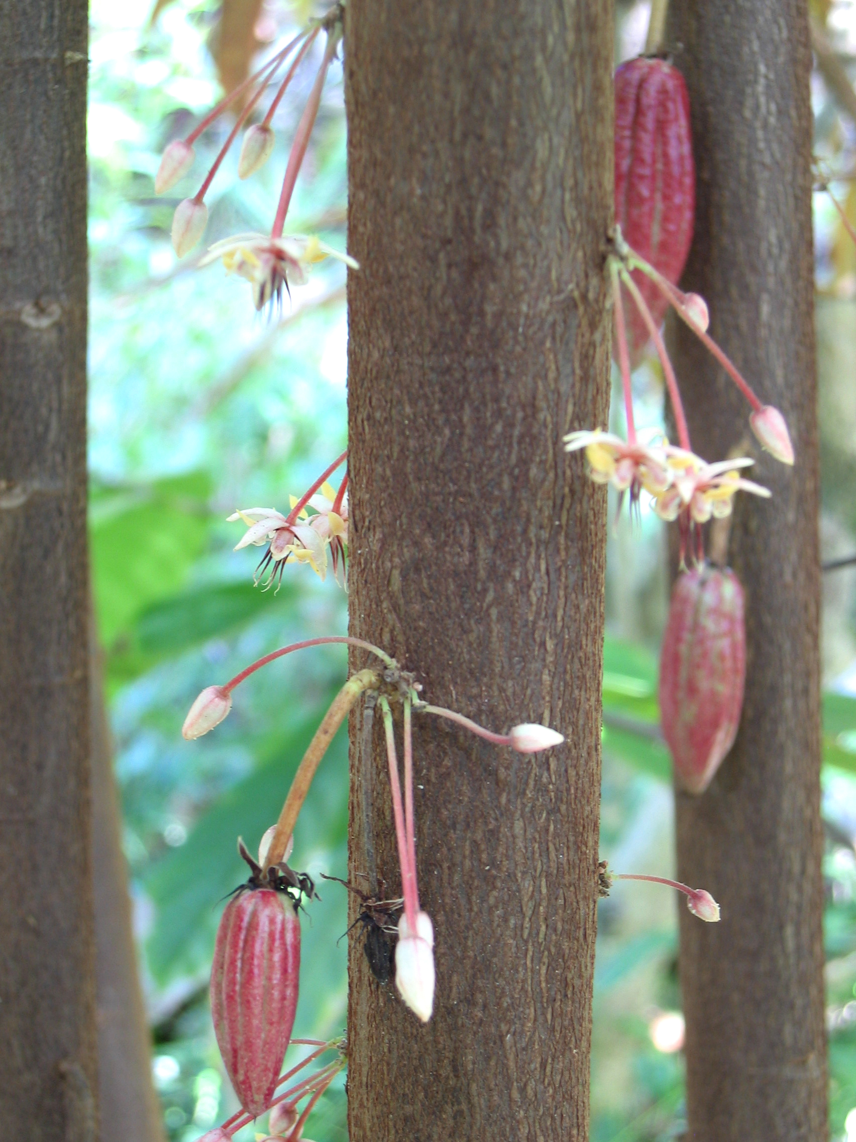 Theobroma cacao   - Flowers and very young fruits