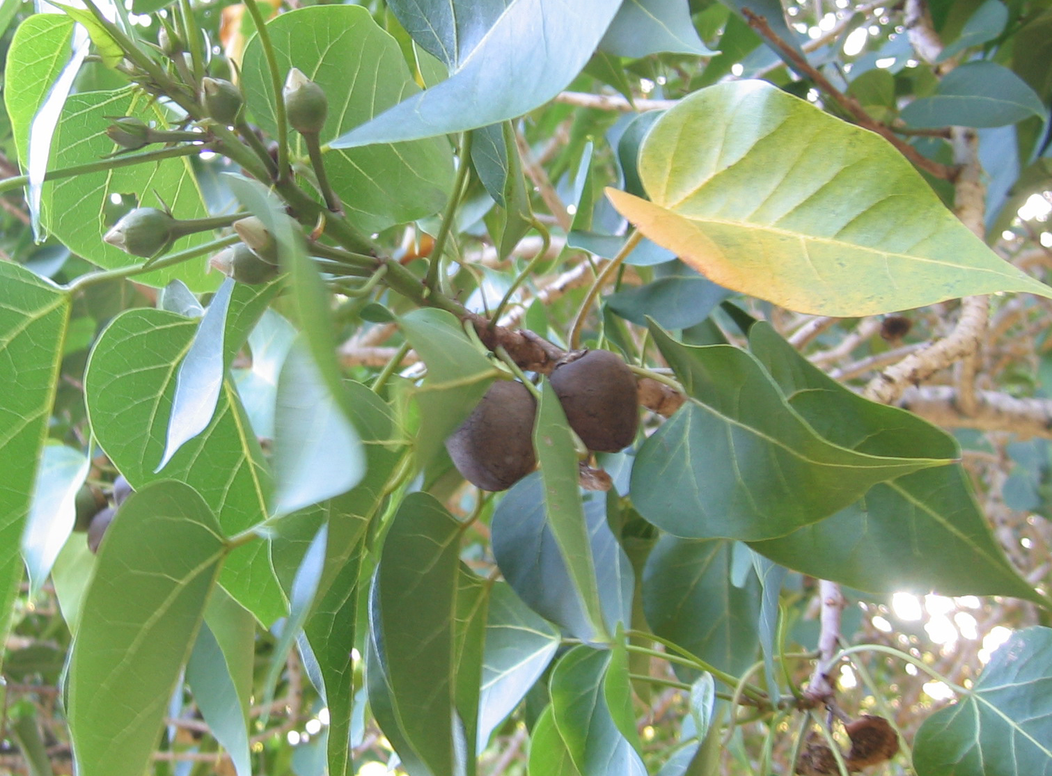 Thespesia populnea   - 