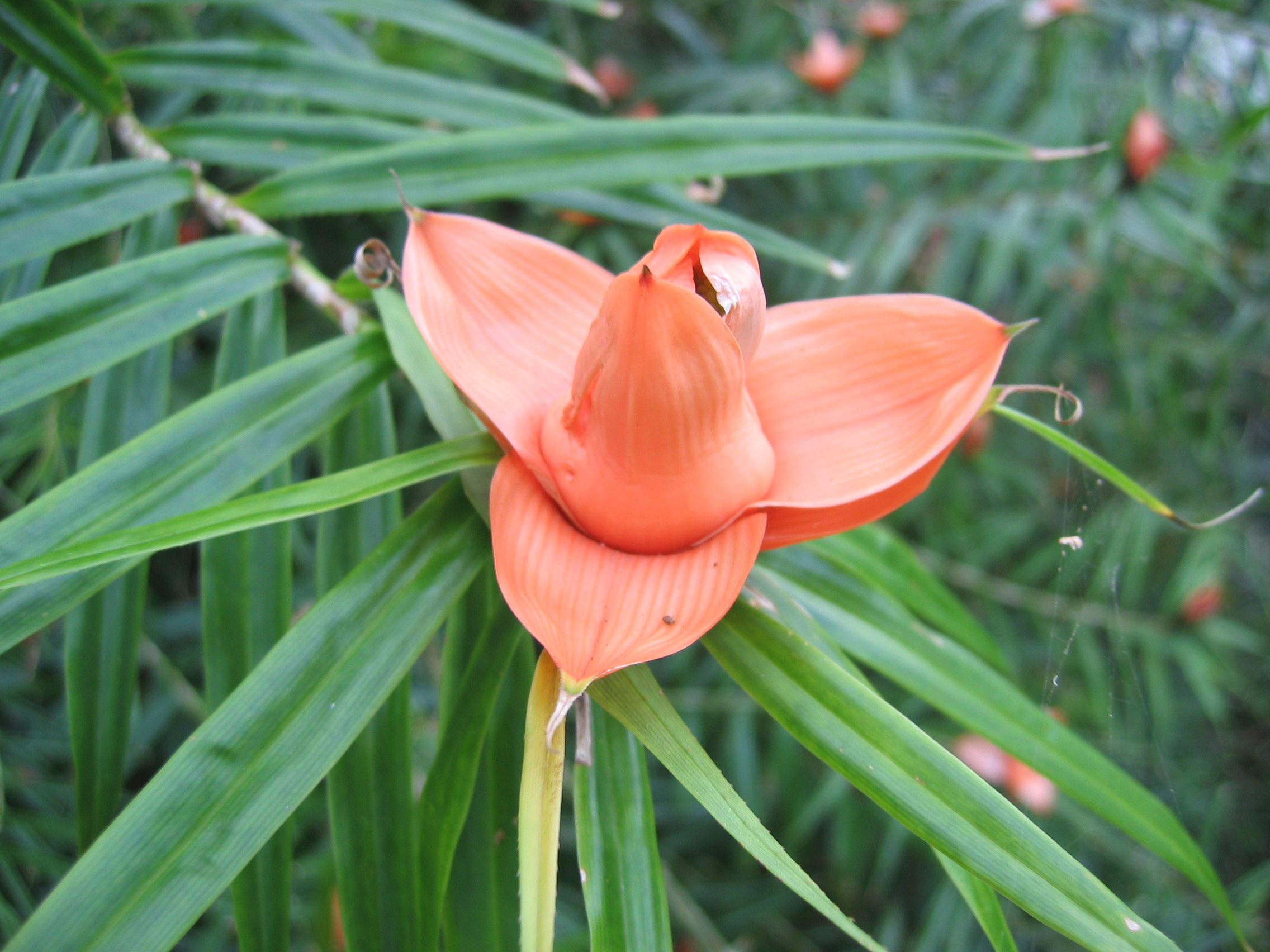 Freycinetia cumingiana   - Flowering stem, bracts just opening