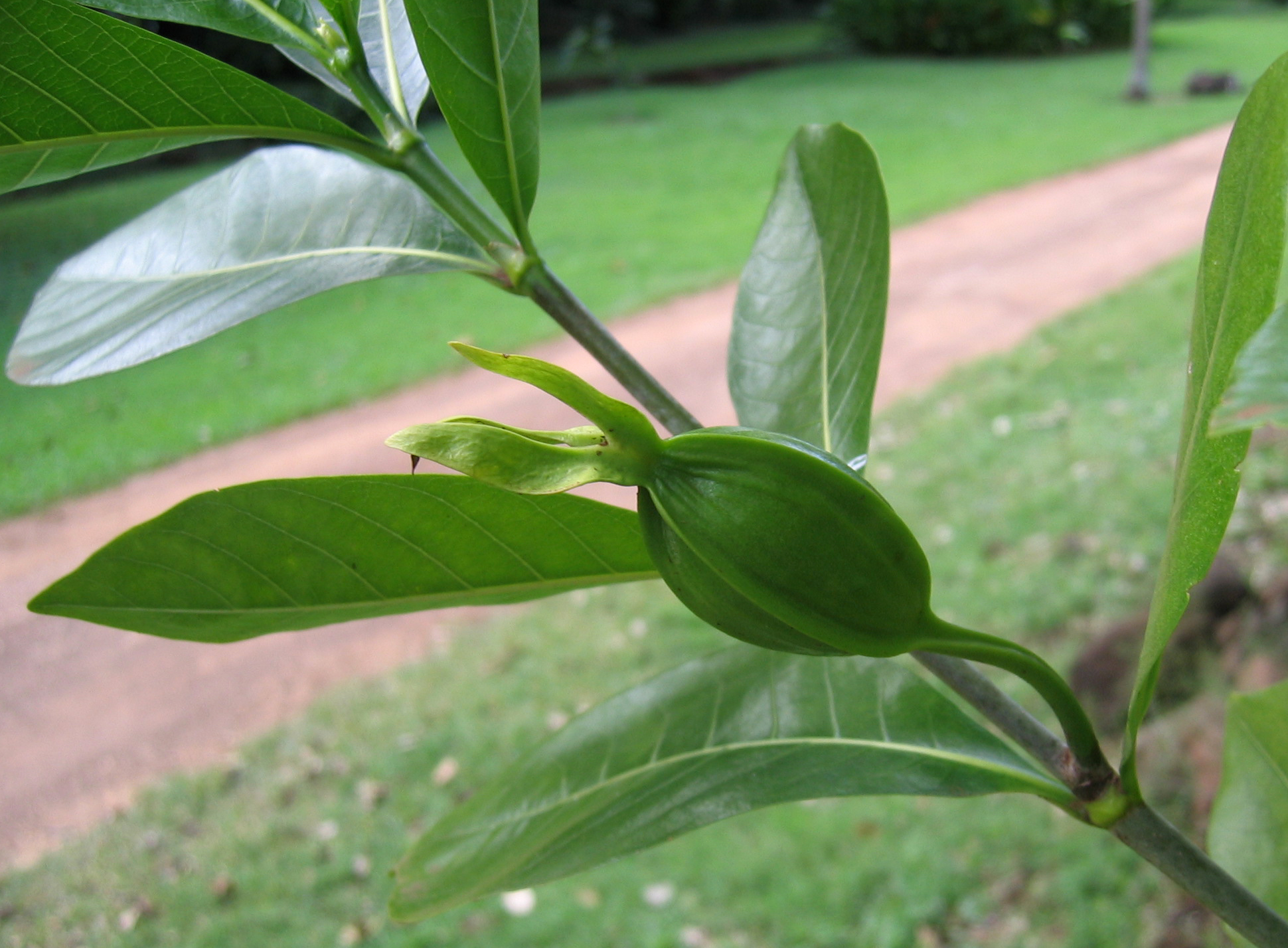 Gardenia taitensis   - 