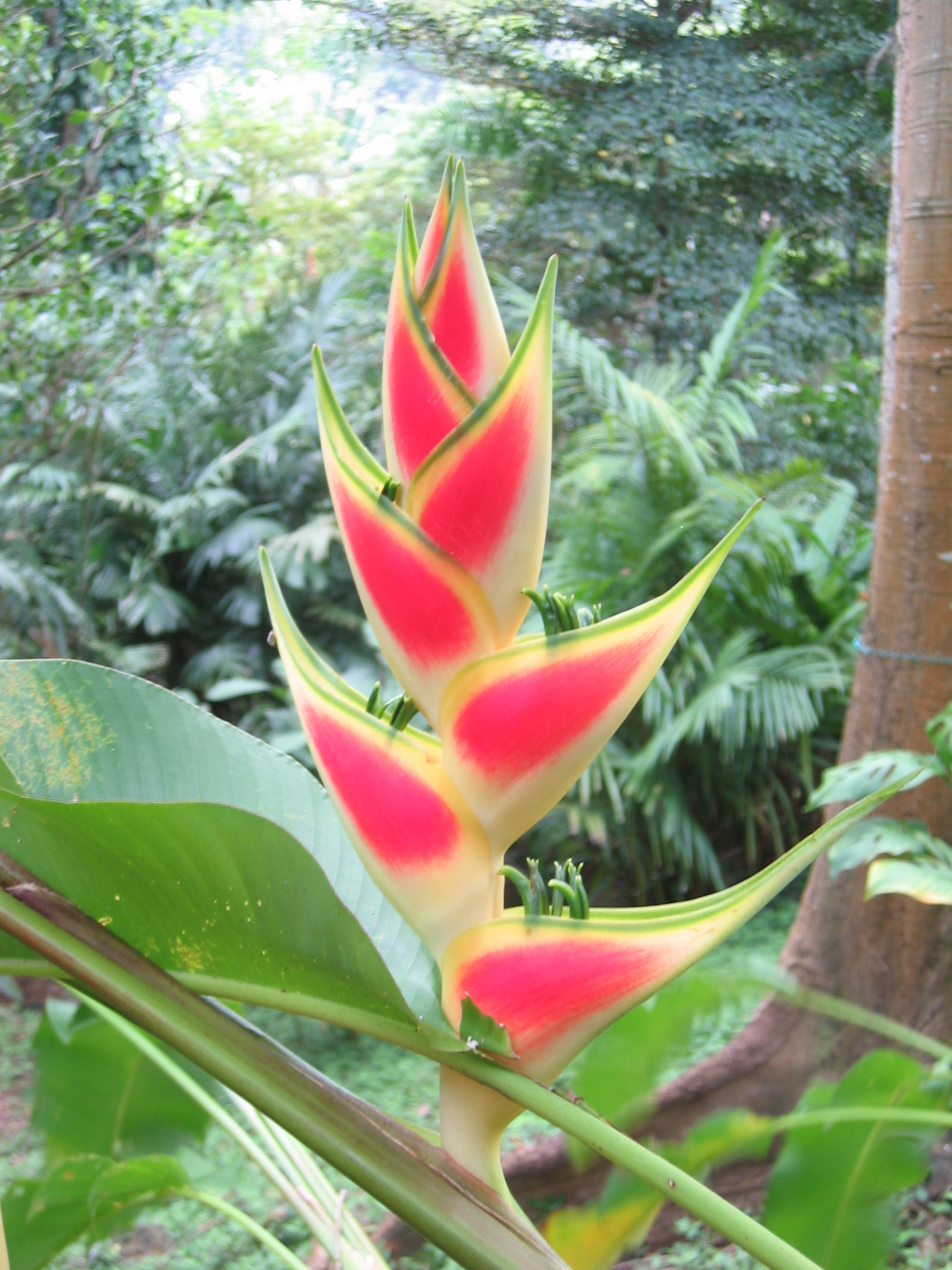 Heliconia wagneriana   - Inflorescence