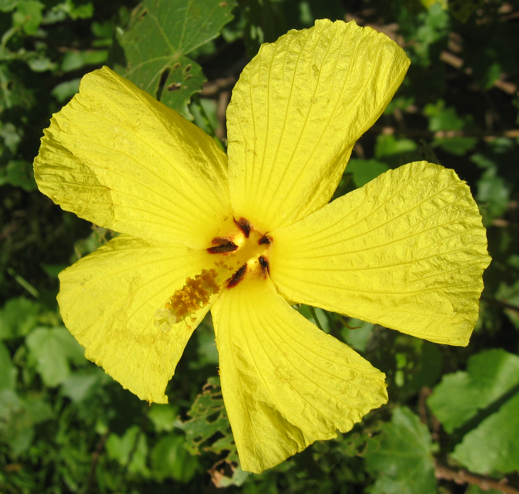 Hibiscus brackenridgei subsp. brackenridgei  - 