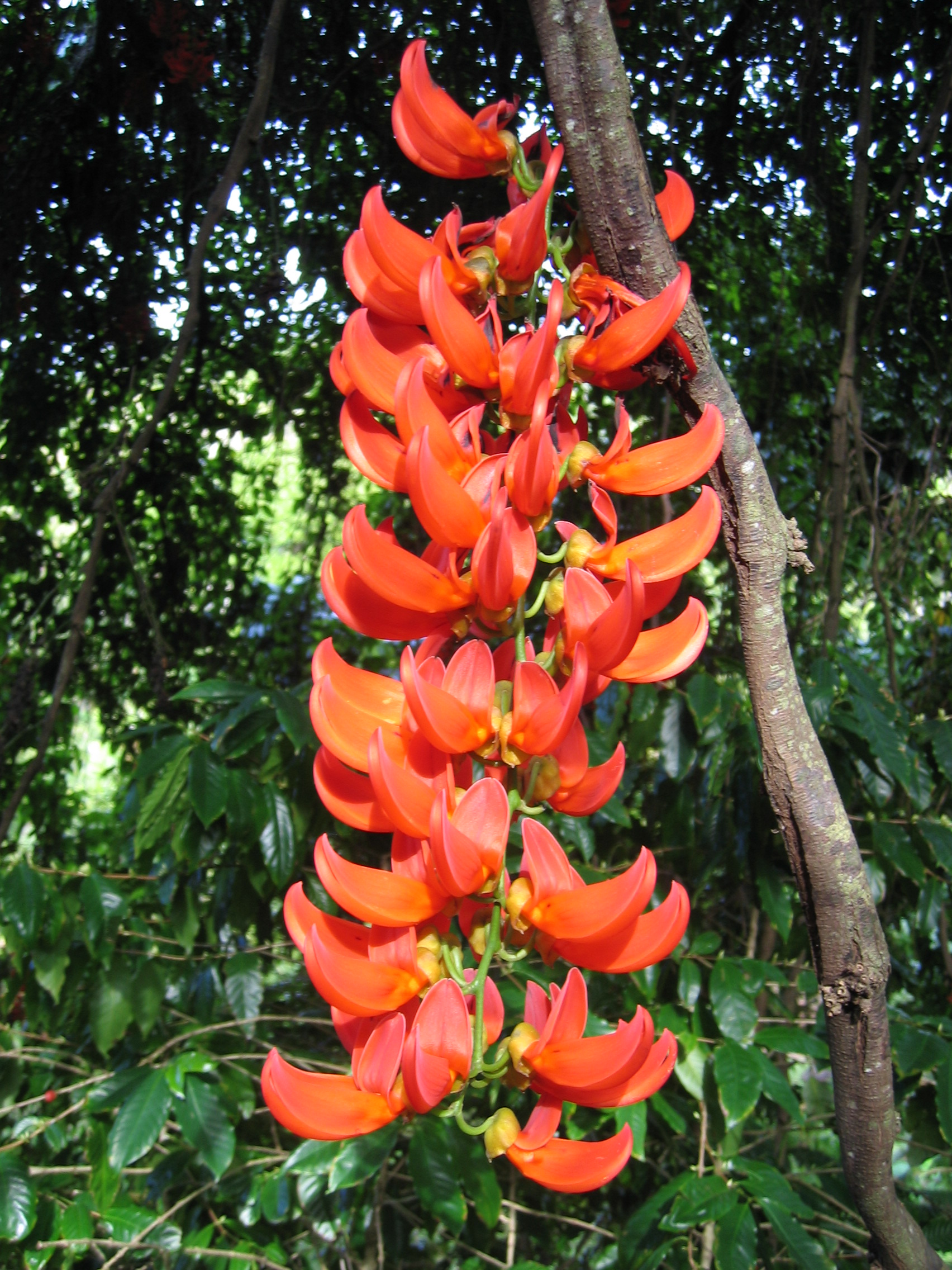 Mucuna novo-guineensis   - 