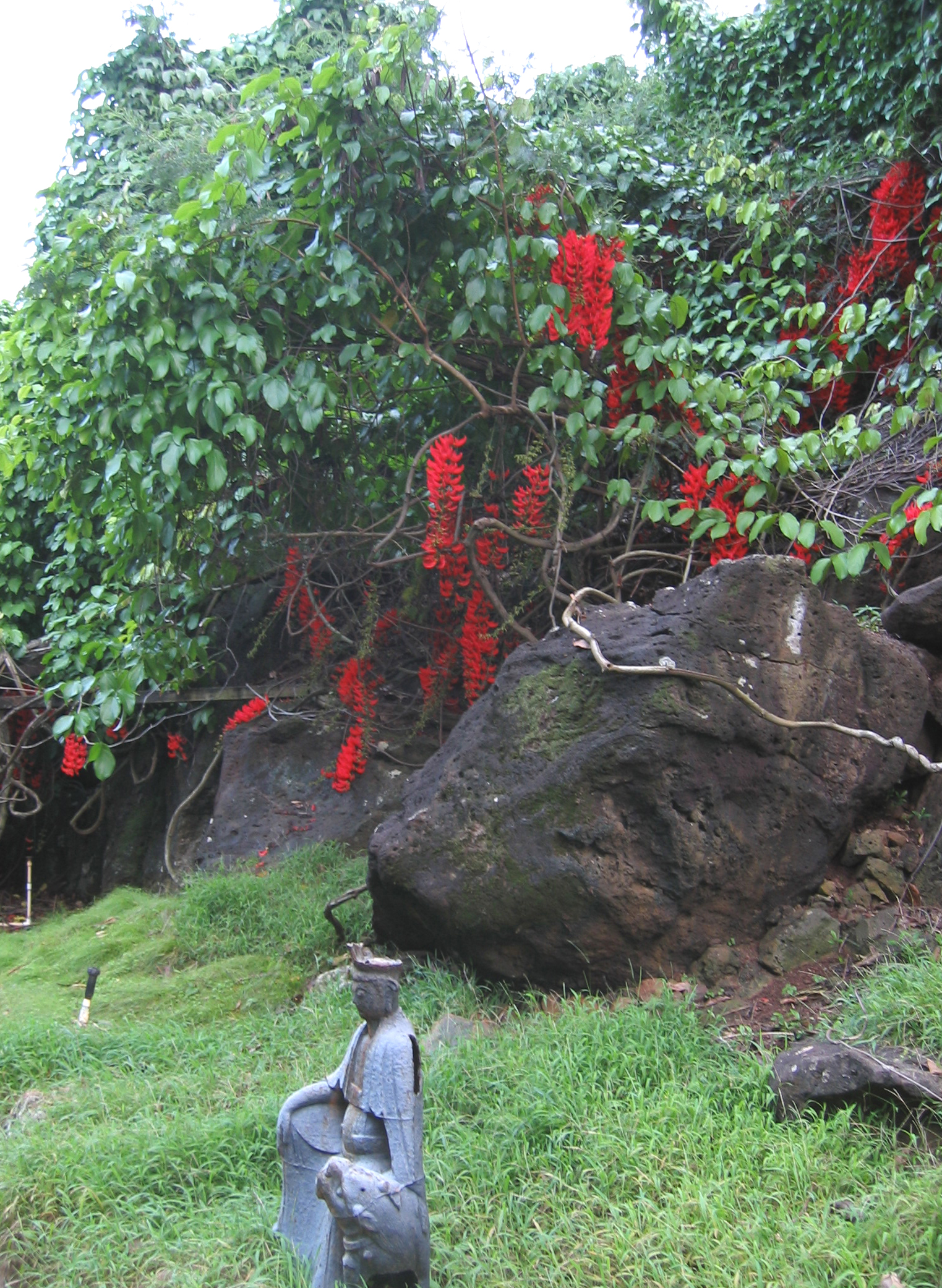 Mucuna novo-guineensis   - 