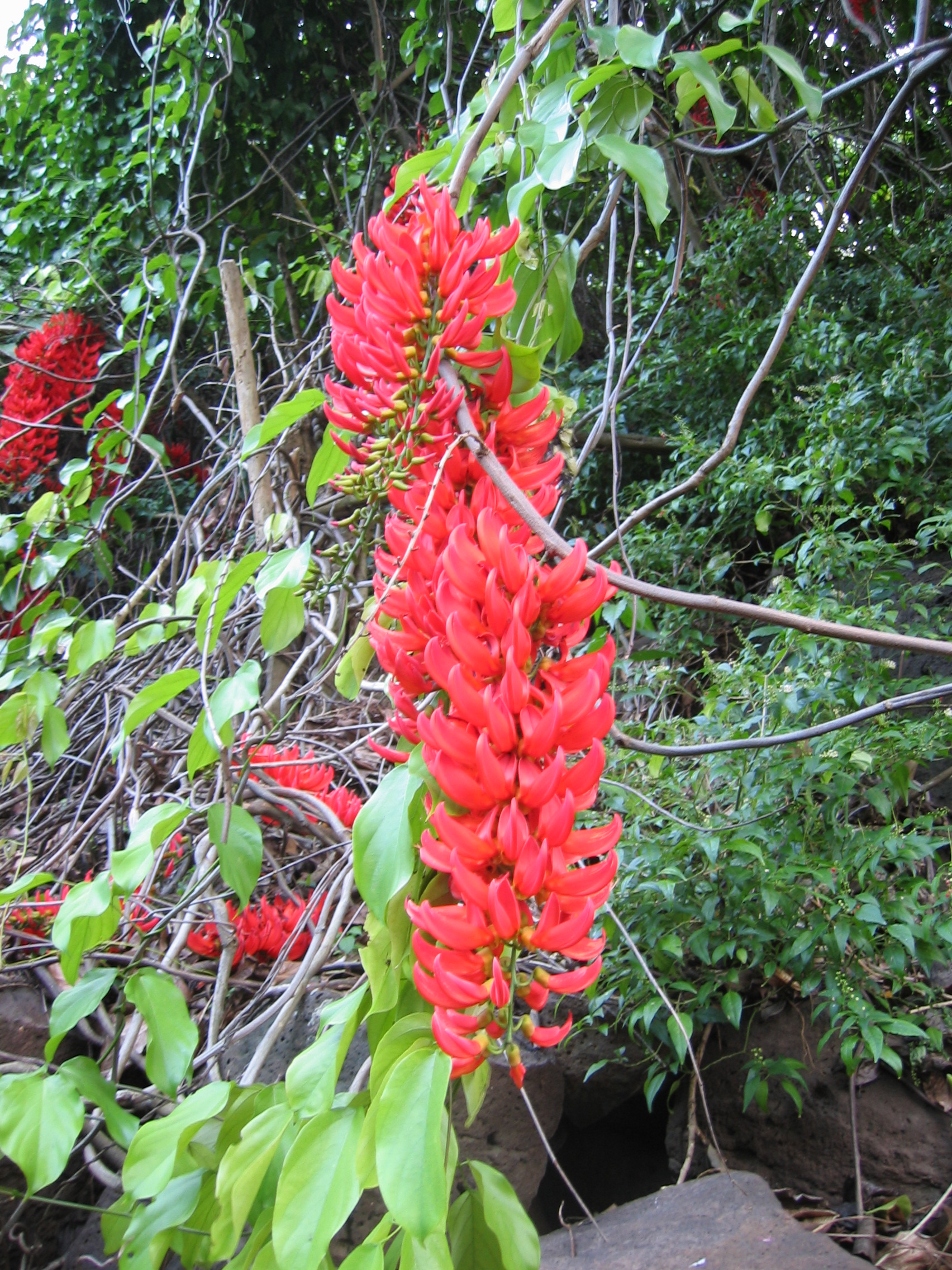 Mucuna novo-guineensis   - 
