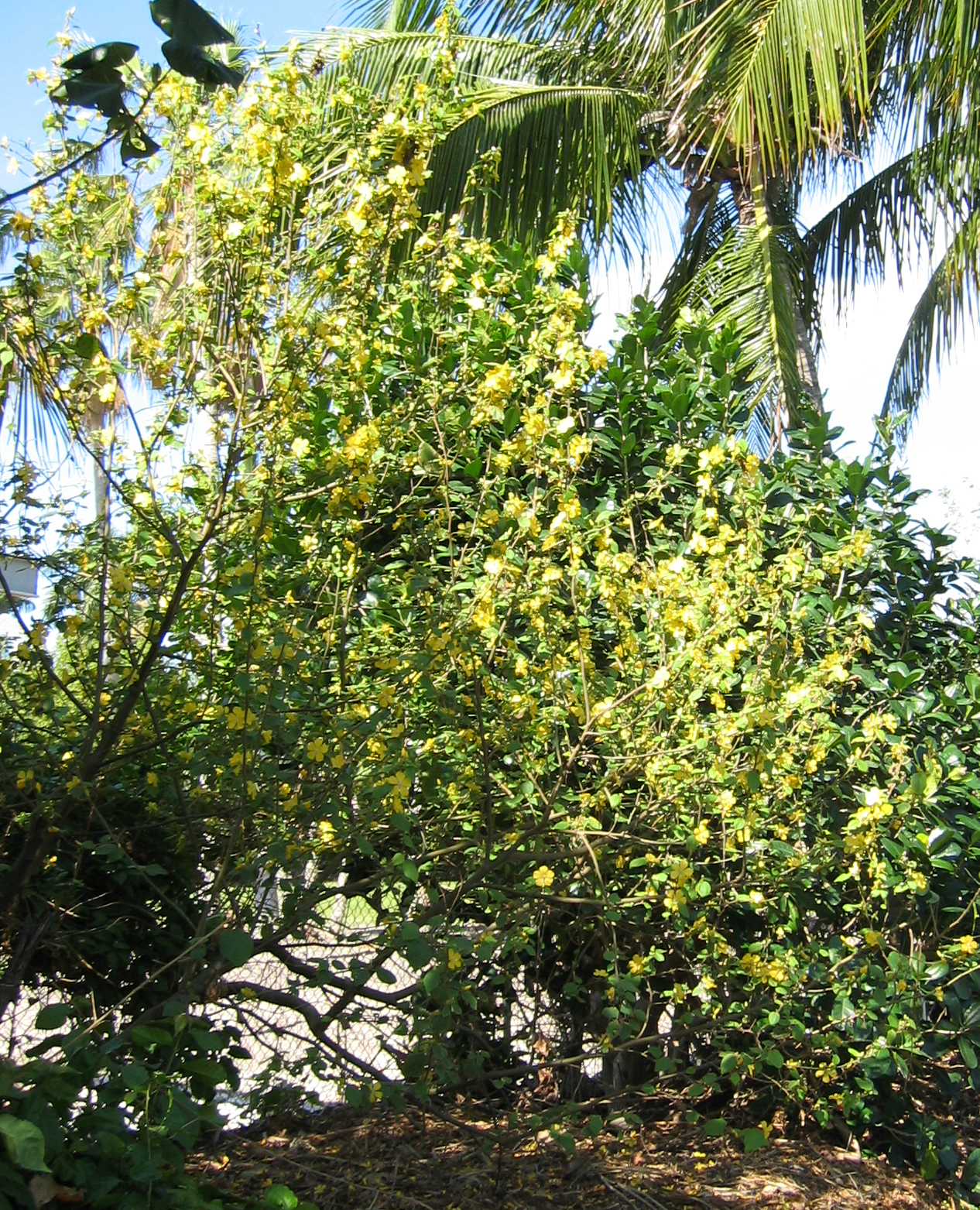 Bakeridesia integerrima   - Habit, flowering plant