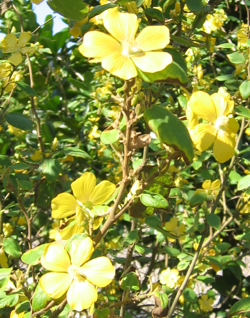 Bakeridesia integerrima   - Flowering stems