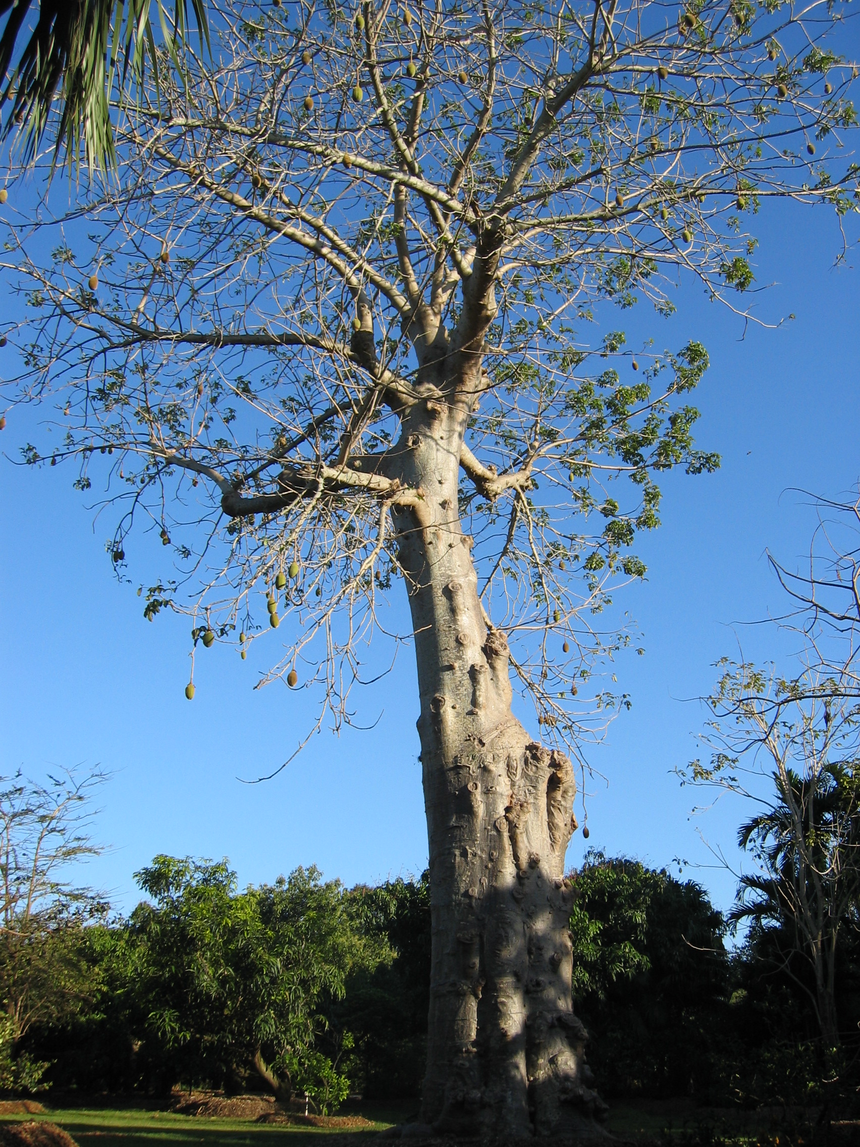 Adansonia digitata   - 