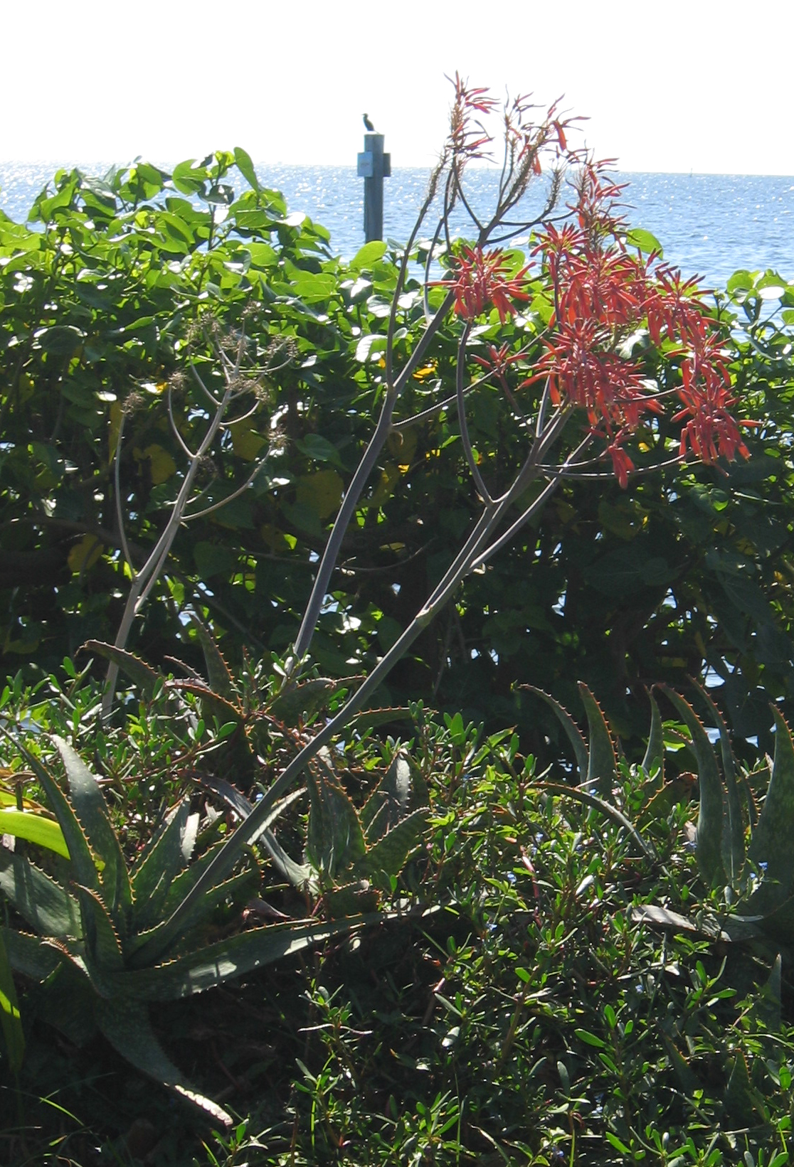 Aloe maculata   - 