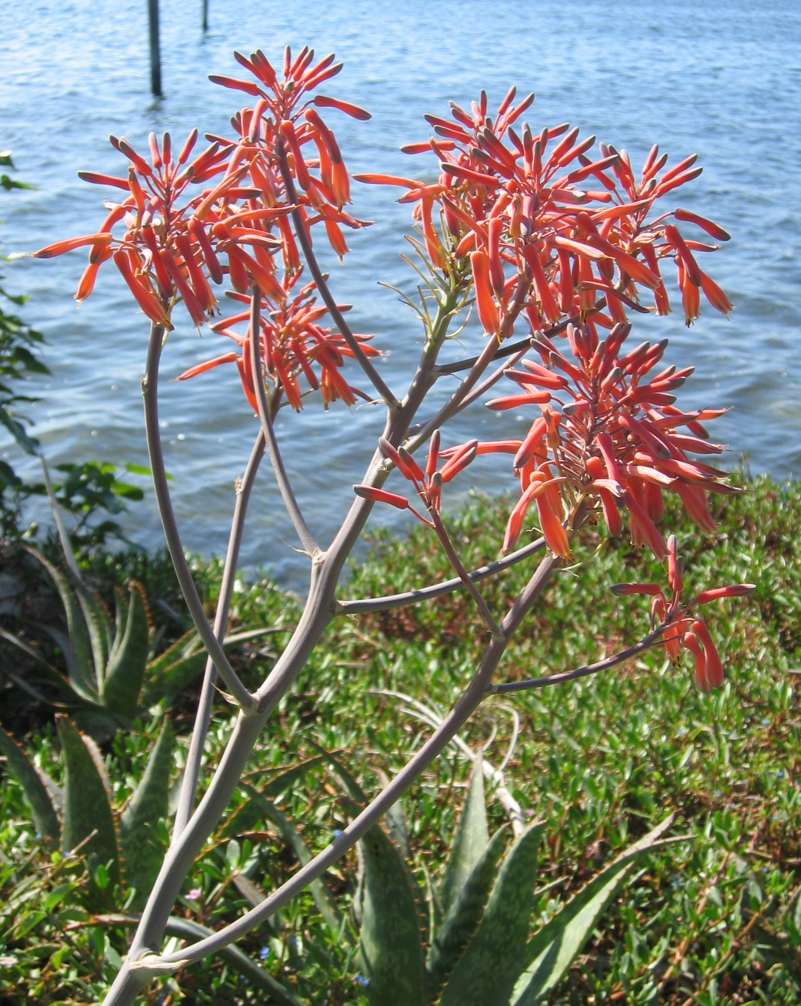 Aloe maculata   - 