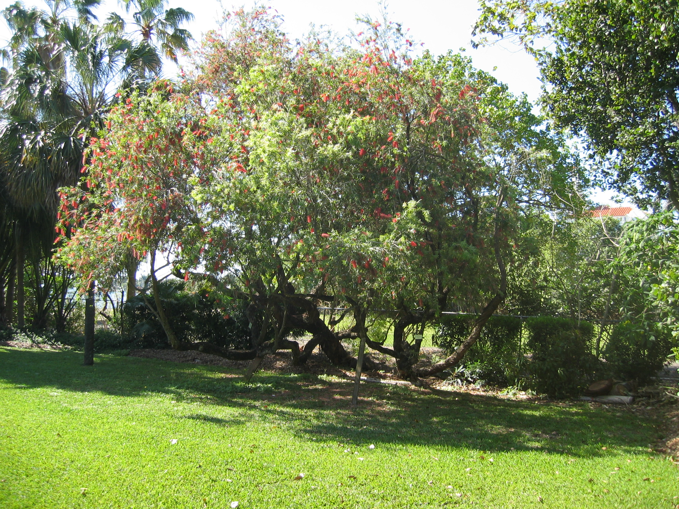 Callistemon viminalis   - 