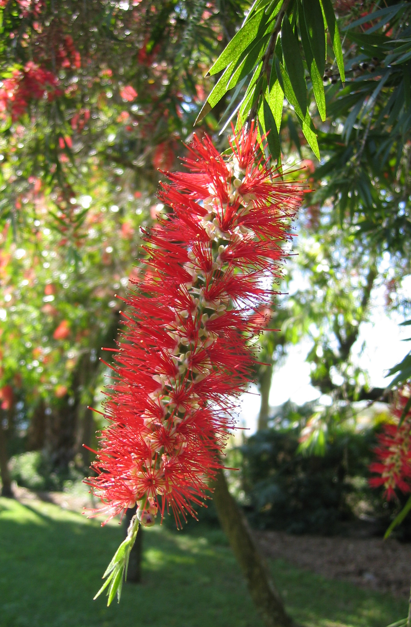 Callistemon viminalis   - 