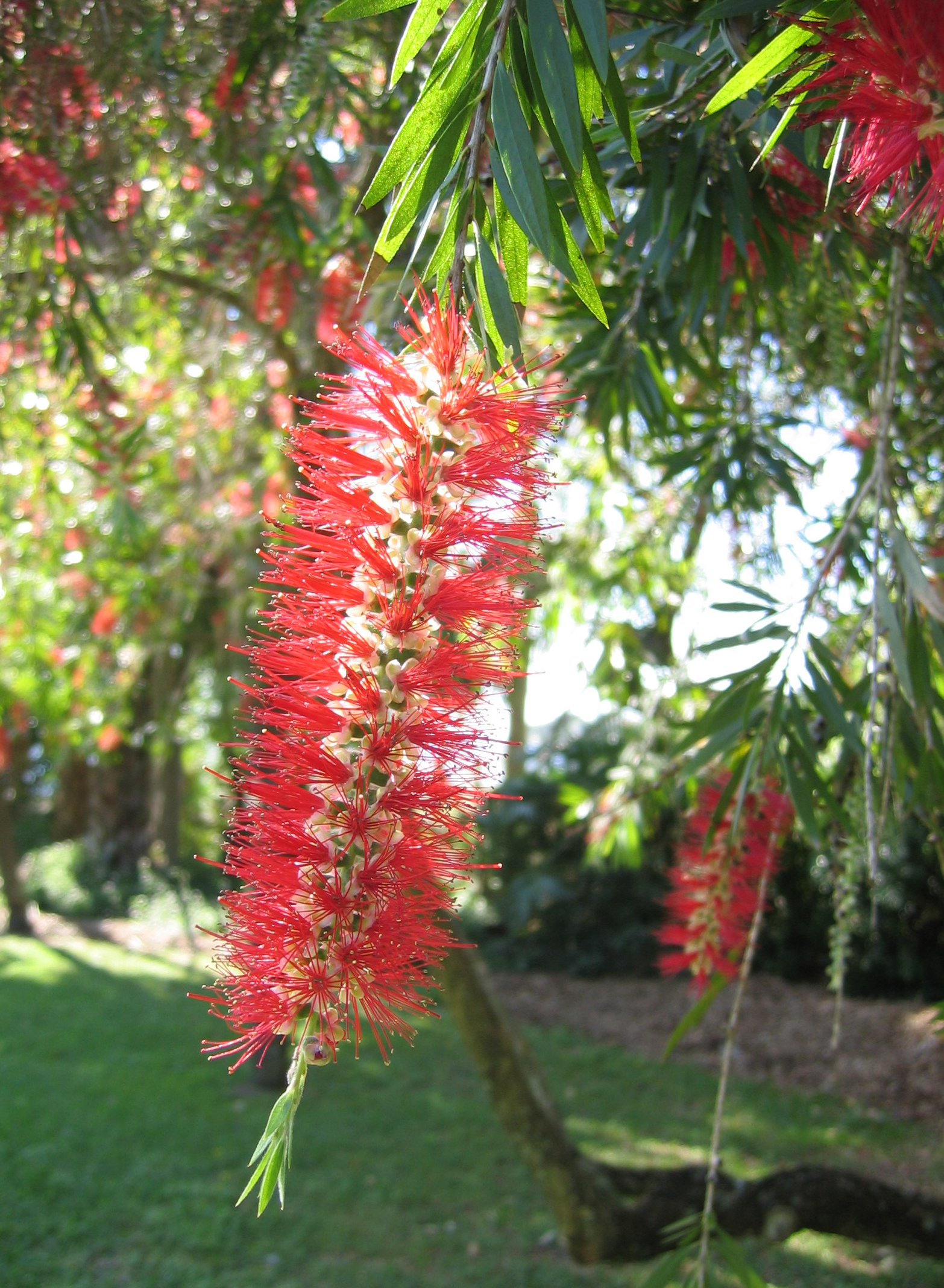 Callistemon viminalis   - 