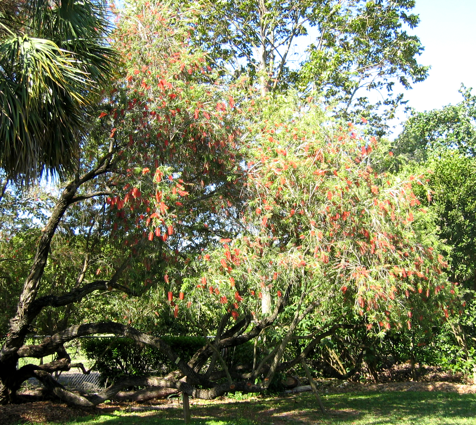 Callistemon viminalis   - 